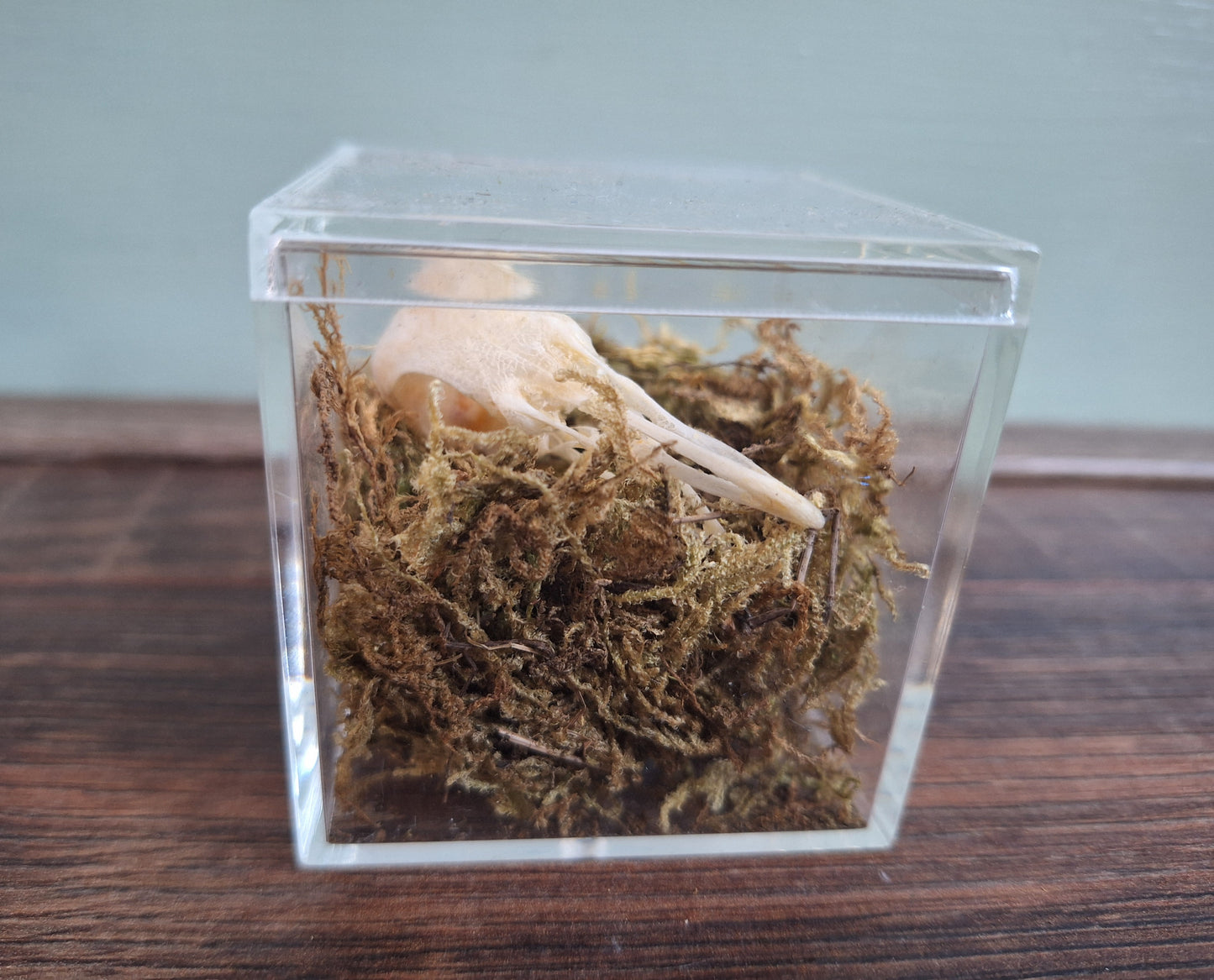 Wood pigeon skull in display cube