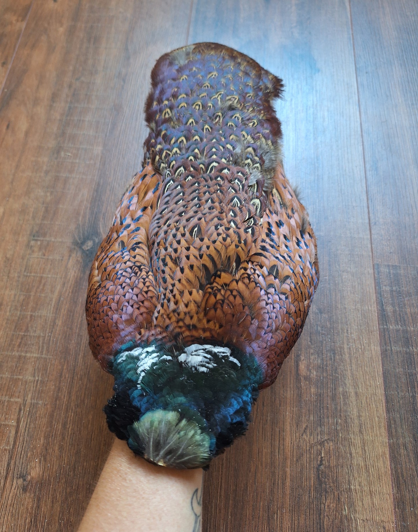 Pheasant skin