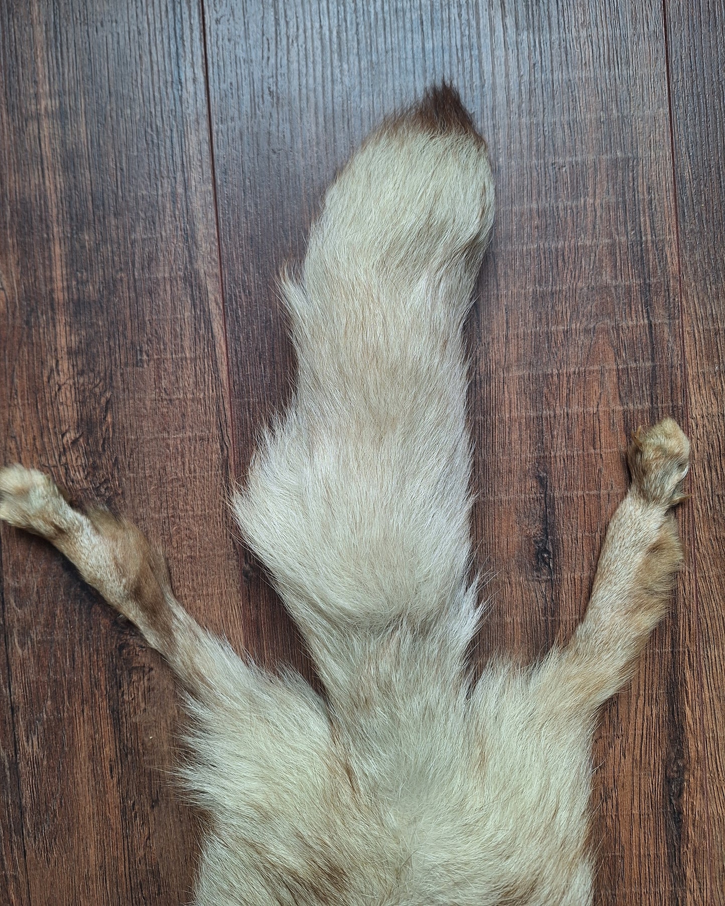 Red fox hide, light color mutation