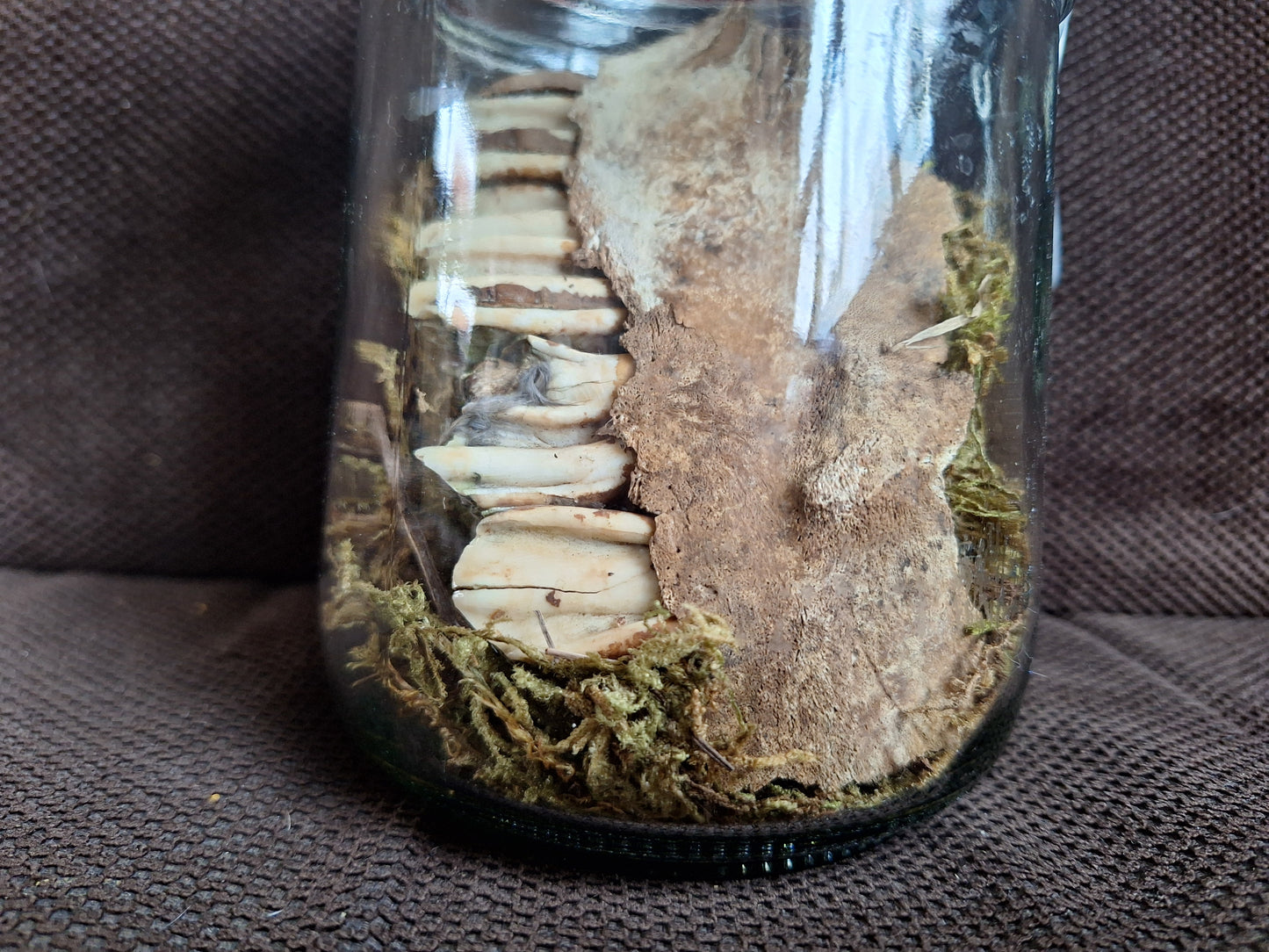 Cow jaw piece, B-quality, in glass jar
