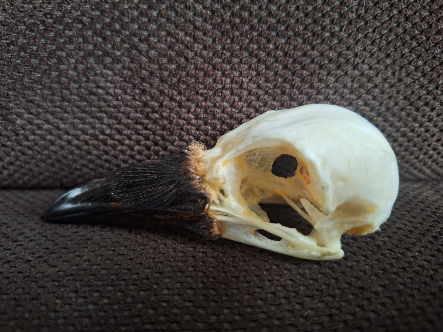 Crow skull #37