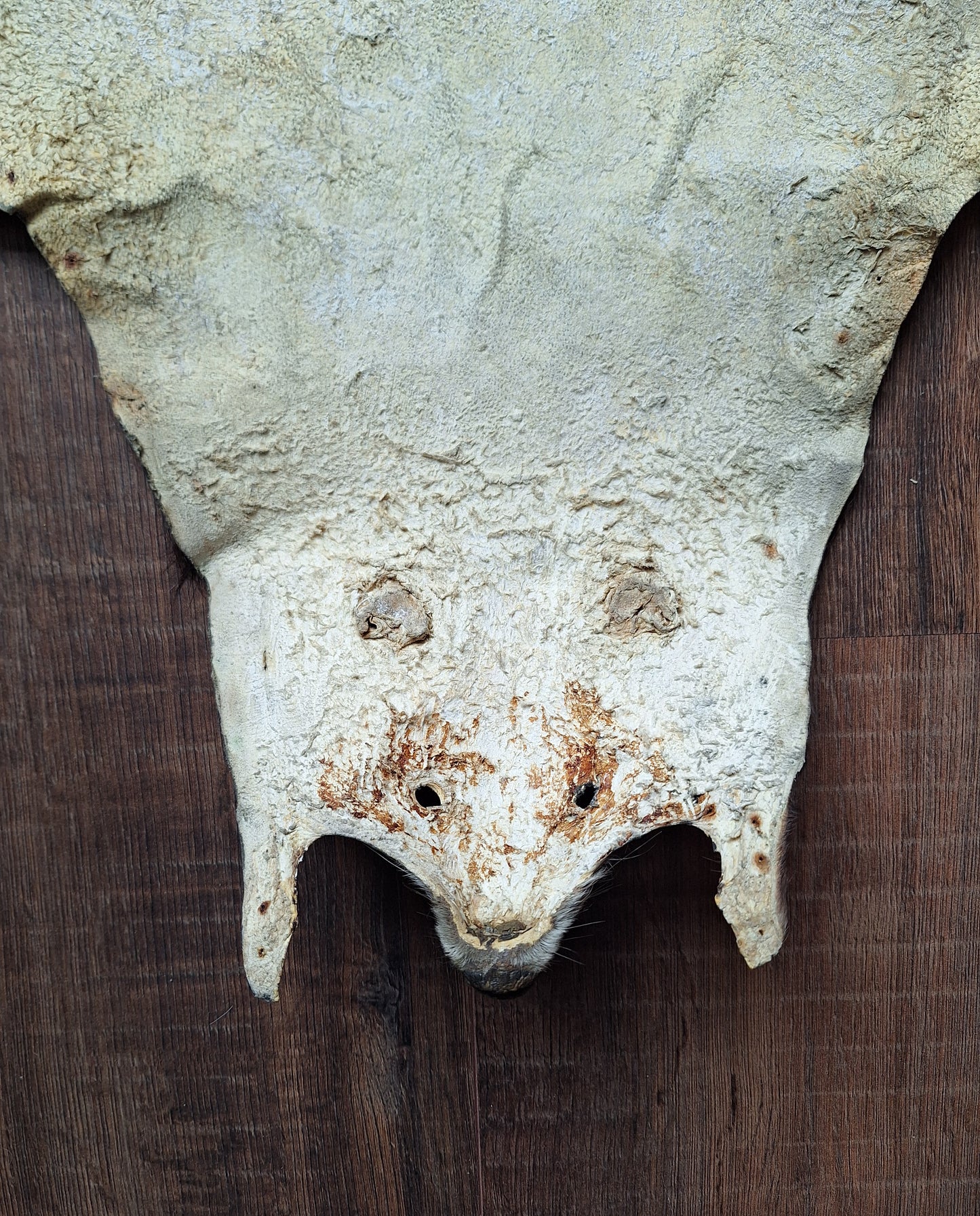 Badger hide #7