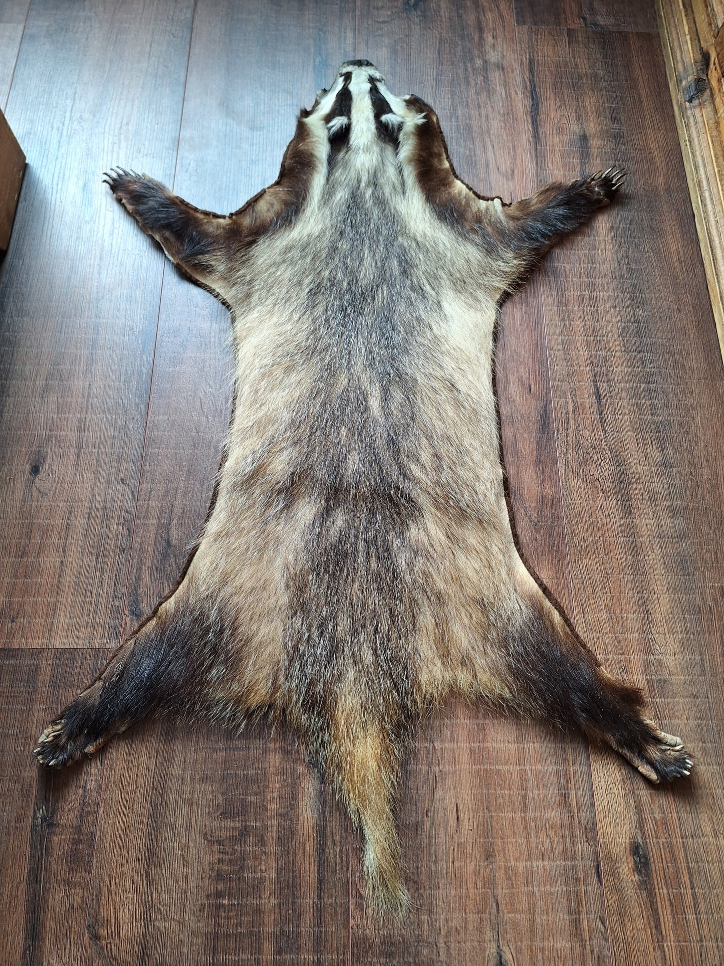 Badger hide #6