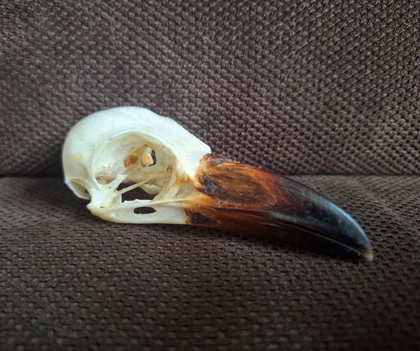 Crow skull #38