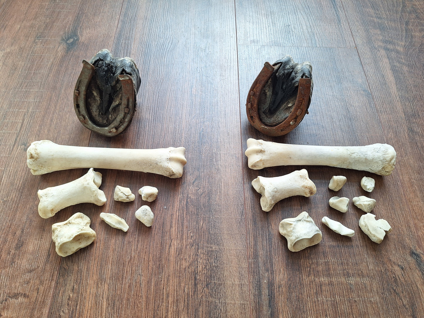 Horse lower leg bone sets
