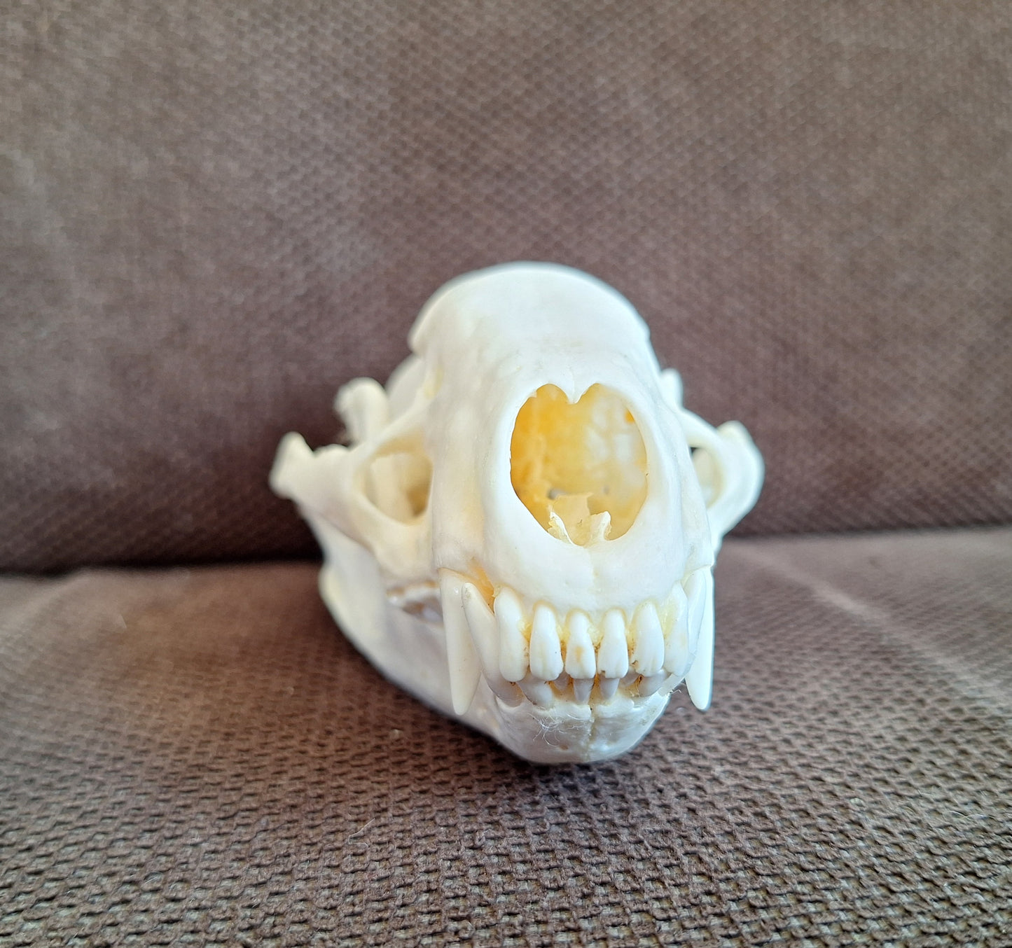 Badger skull #8