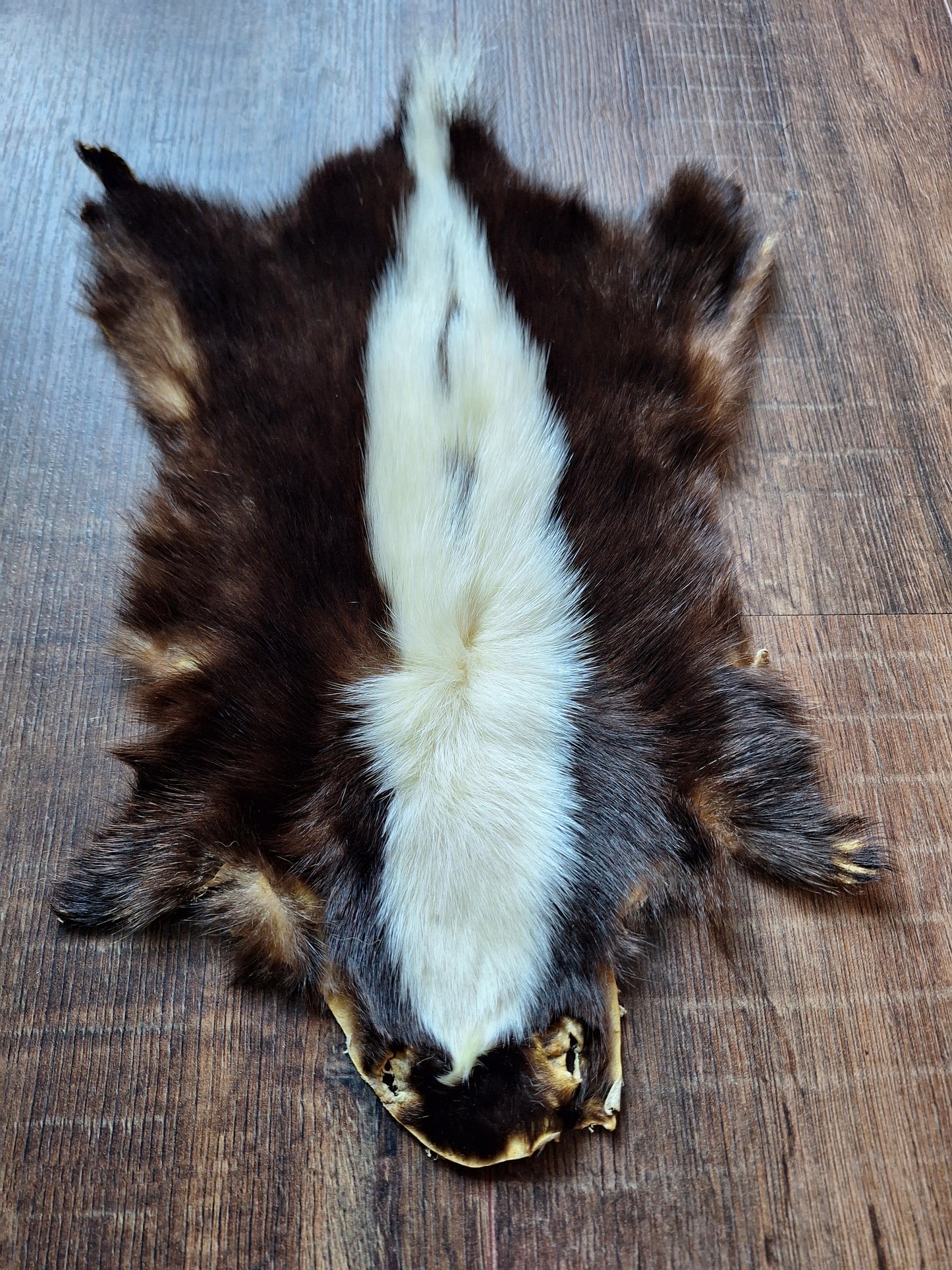 Skunk hide #6