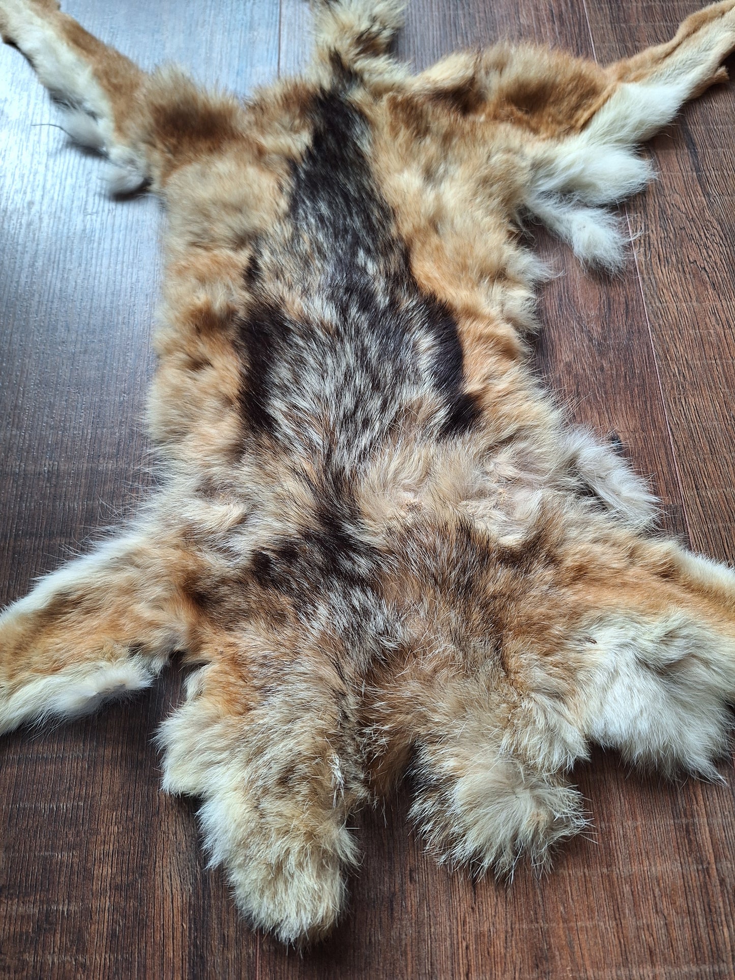 Black-backed jackal hide crafting piece