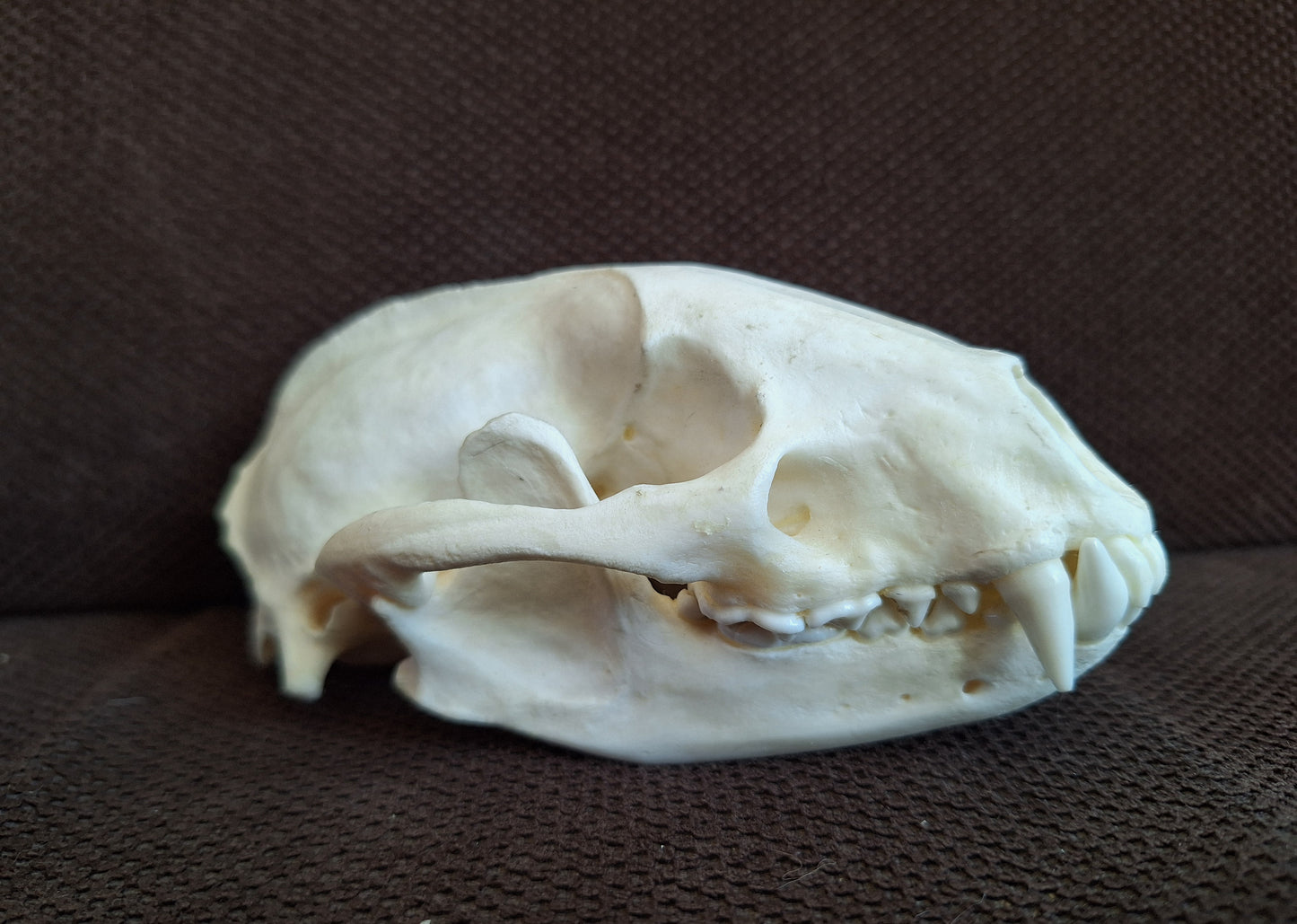 Badger skull #7