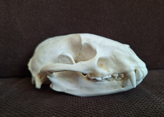 Badger skull #7