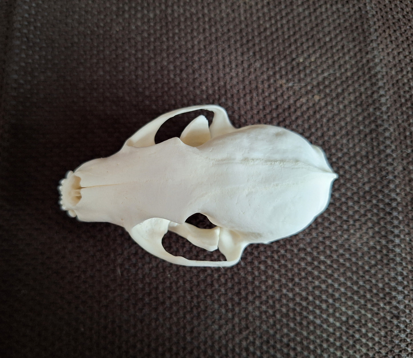 Stone marten skull #1