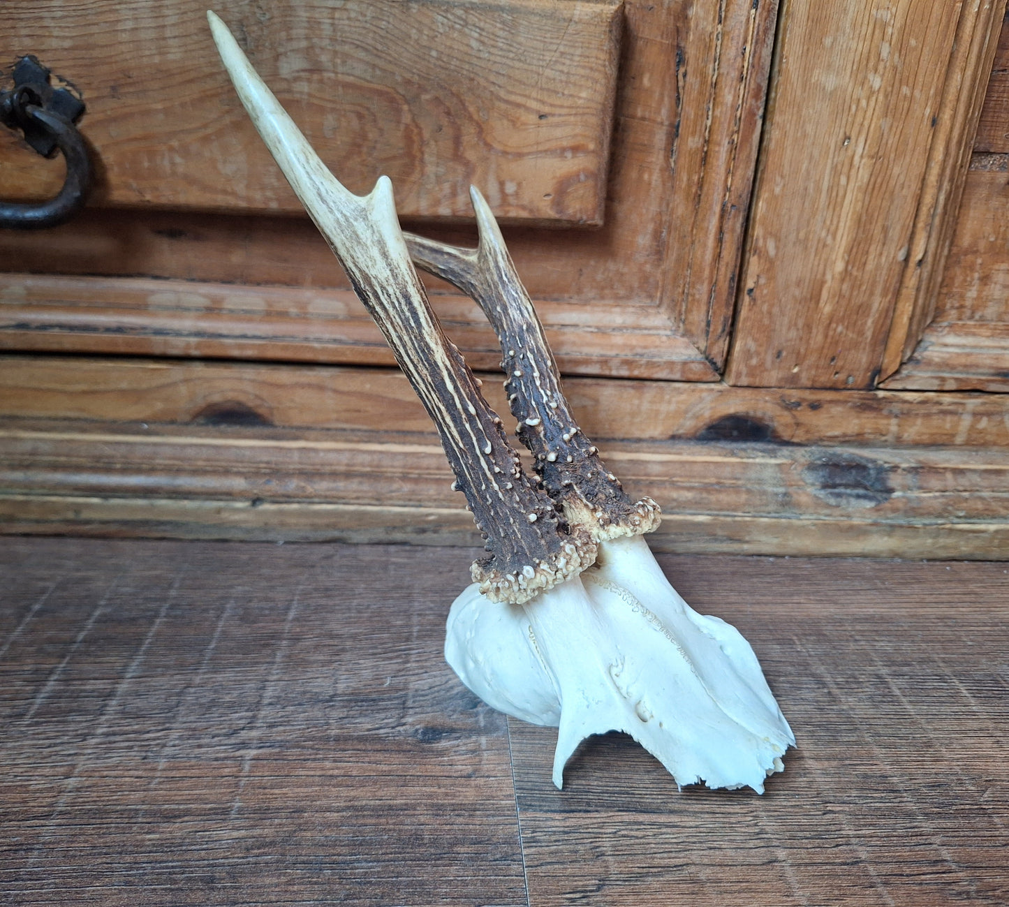 Roe buck skull cap #14