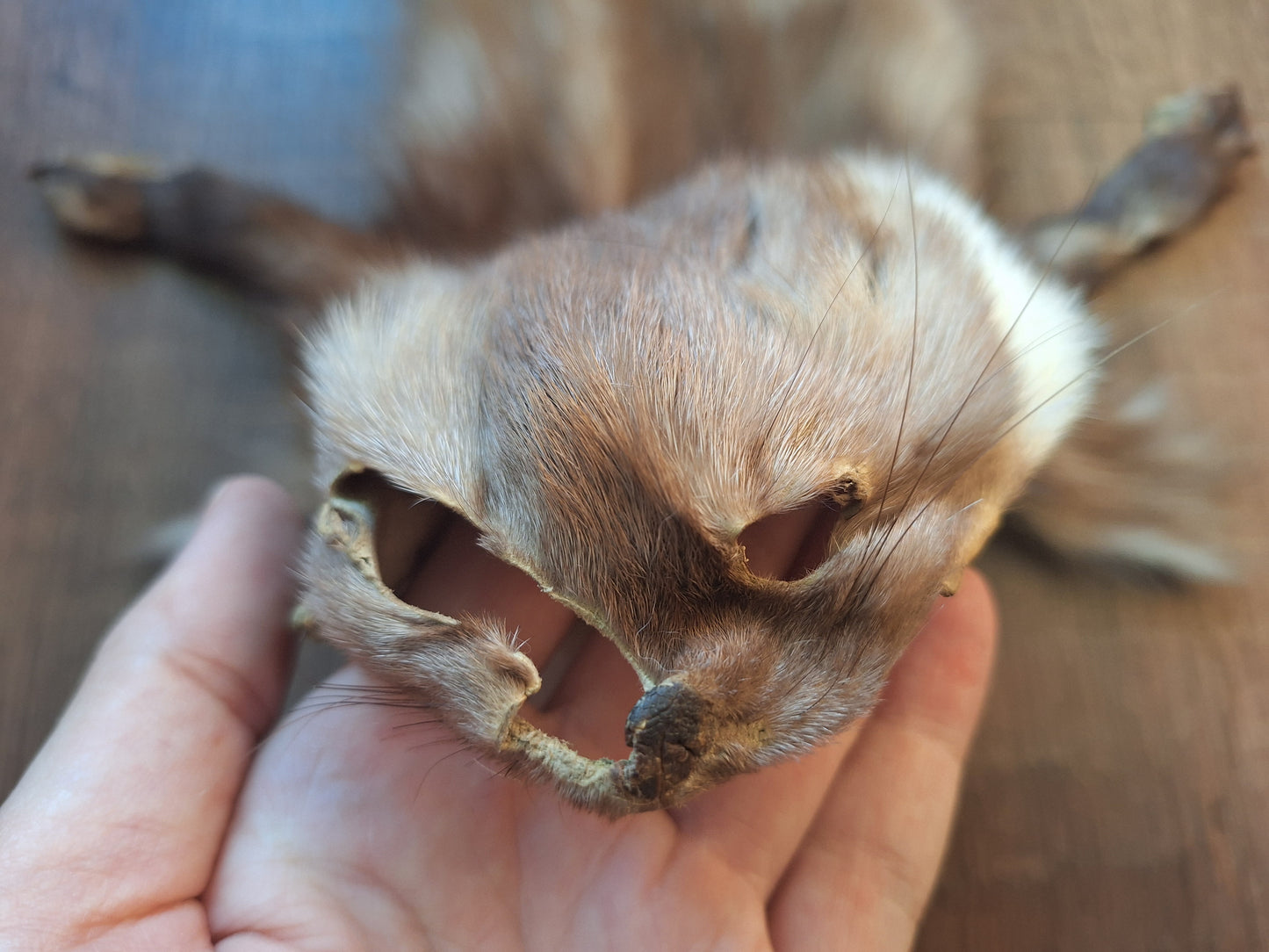 Stone marten hide #6, crafting piece