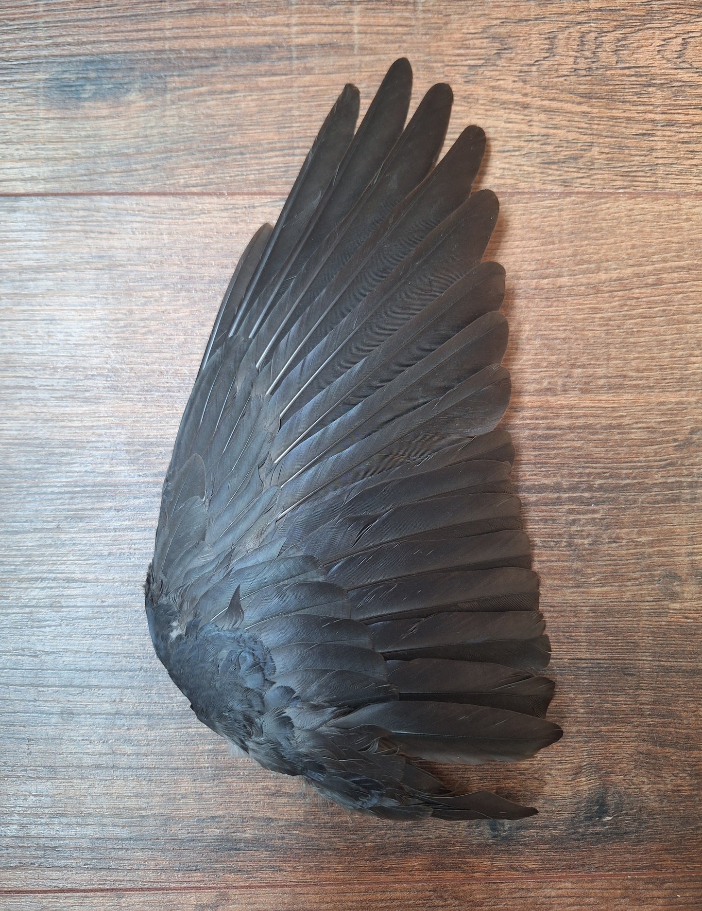 Jackdaw single wing