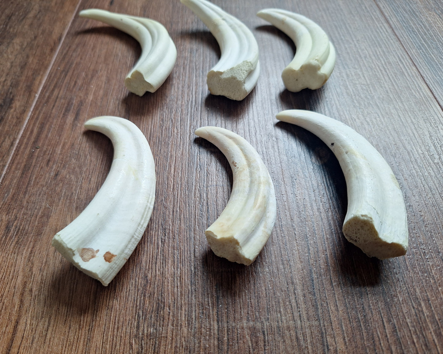 Wart hog tusks