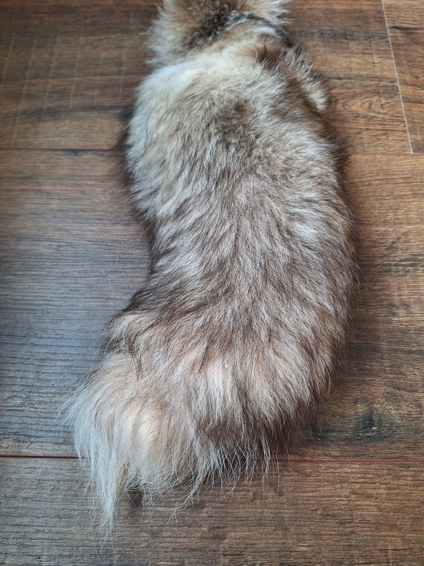 Painted silverfox tail