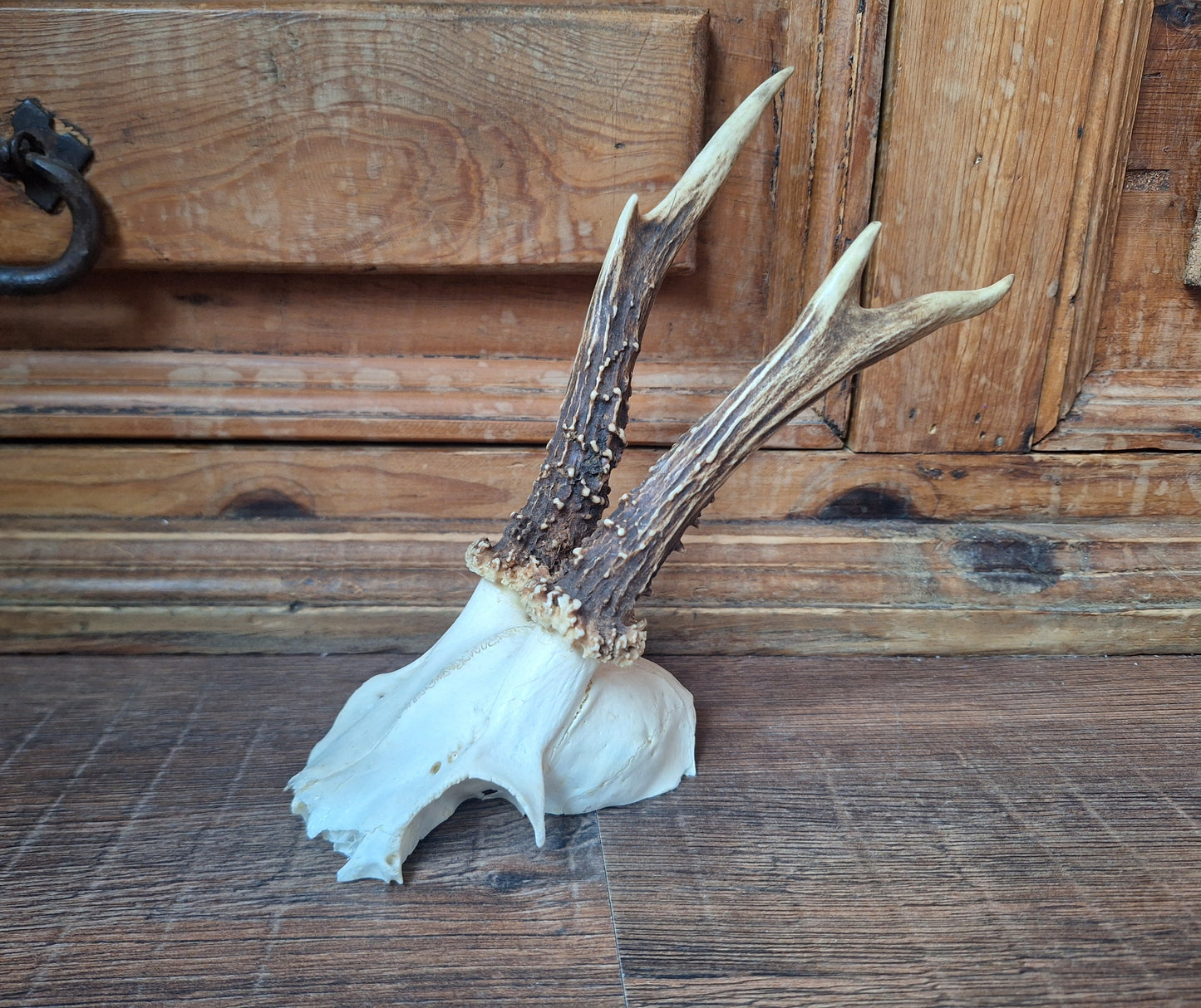 Roe buck skull cap #14
