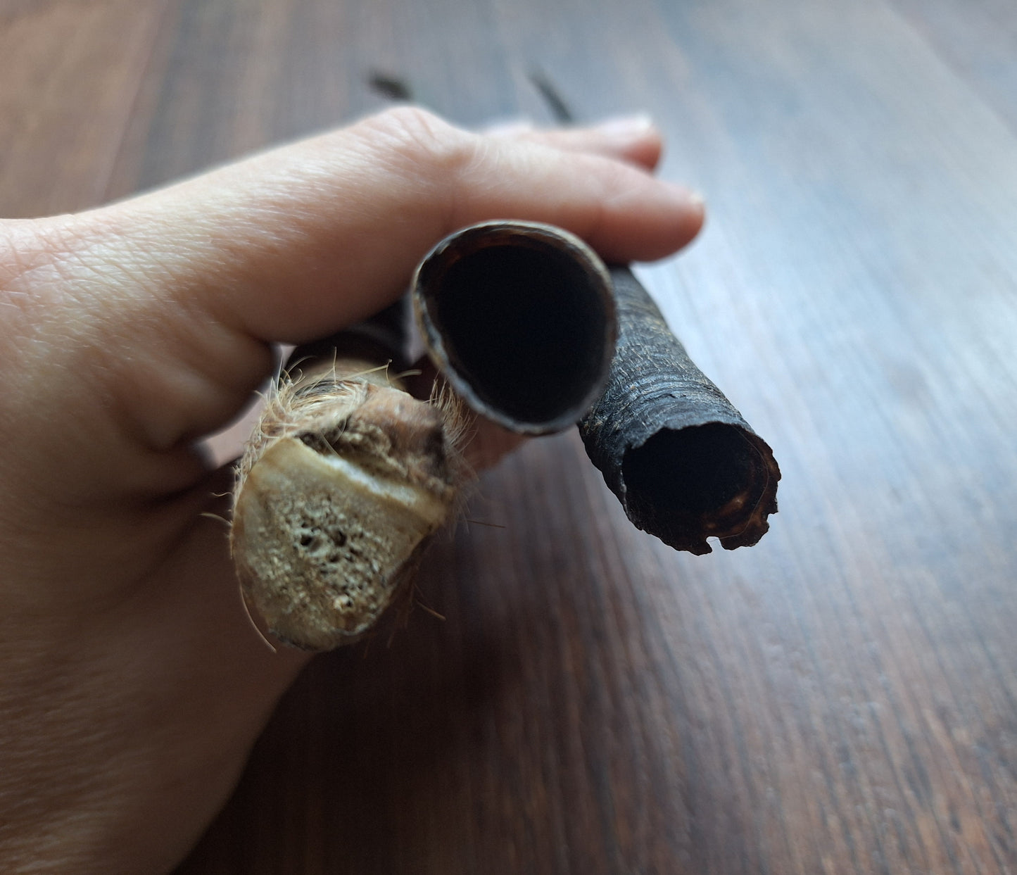 Dorcas gazelle horns, single