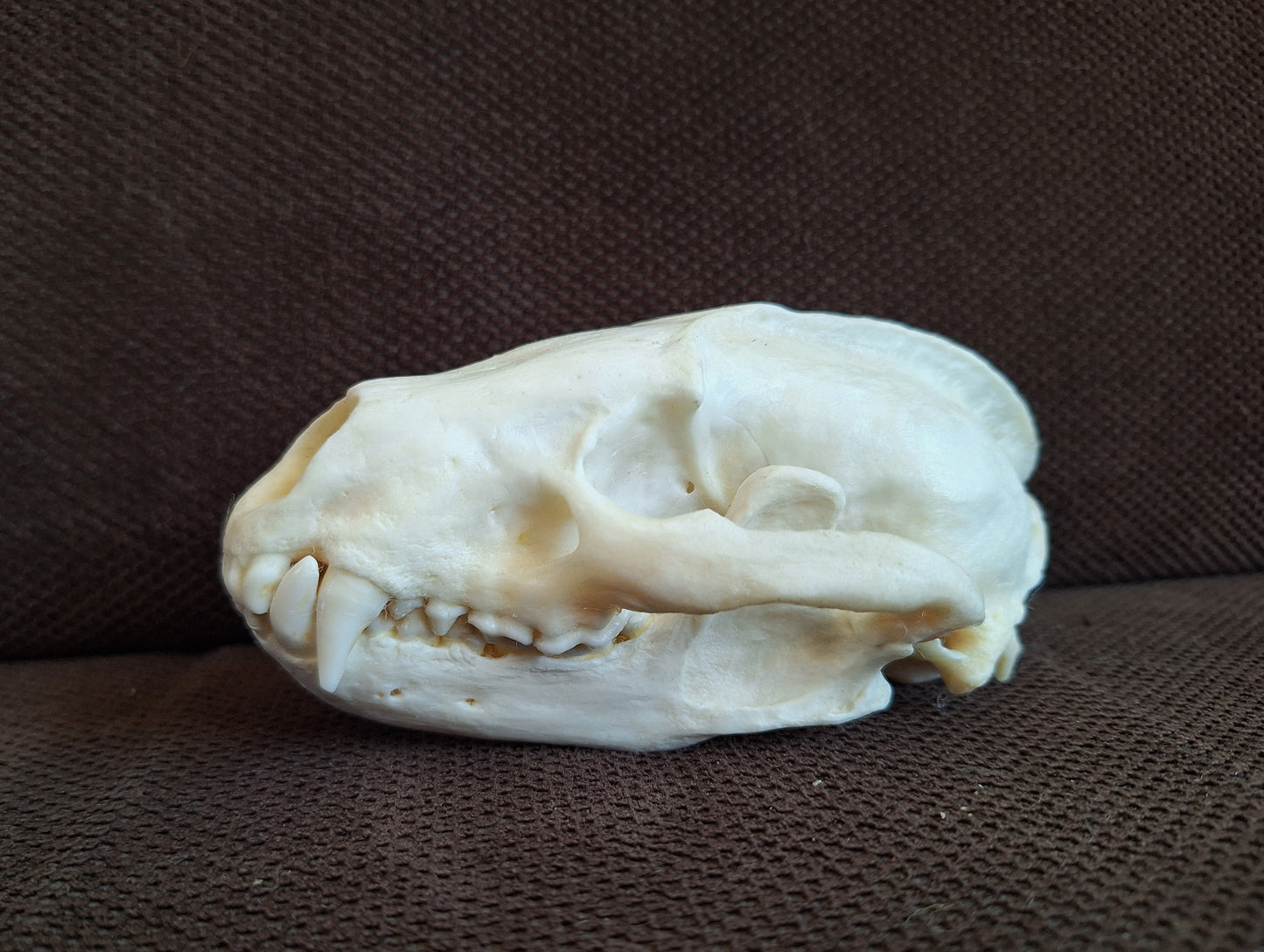 Badger skull #10