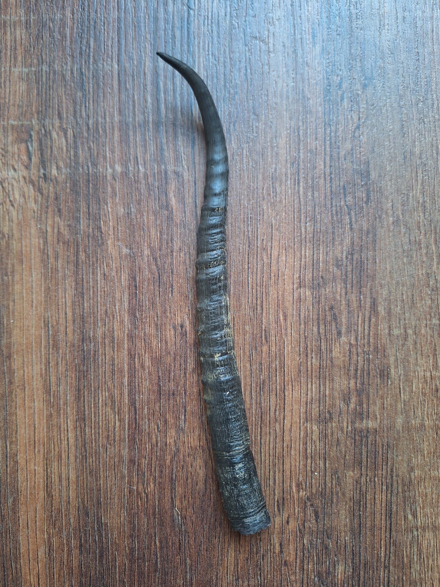 Dorcas gazelle horns, single