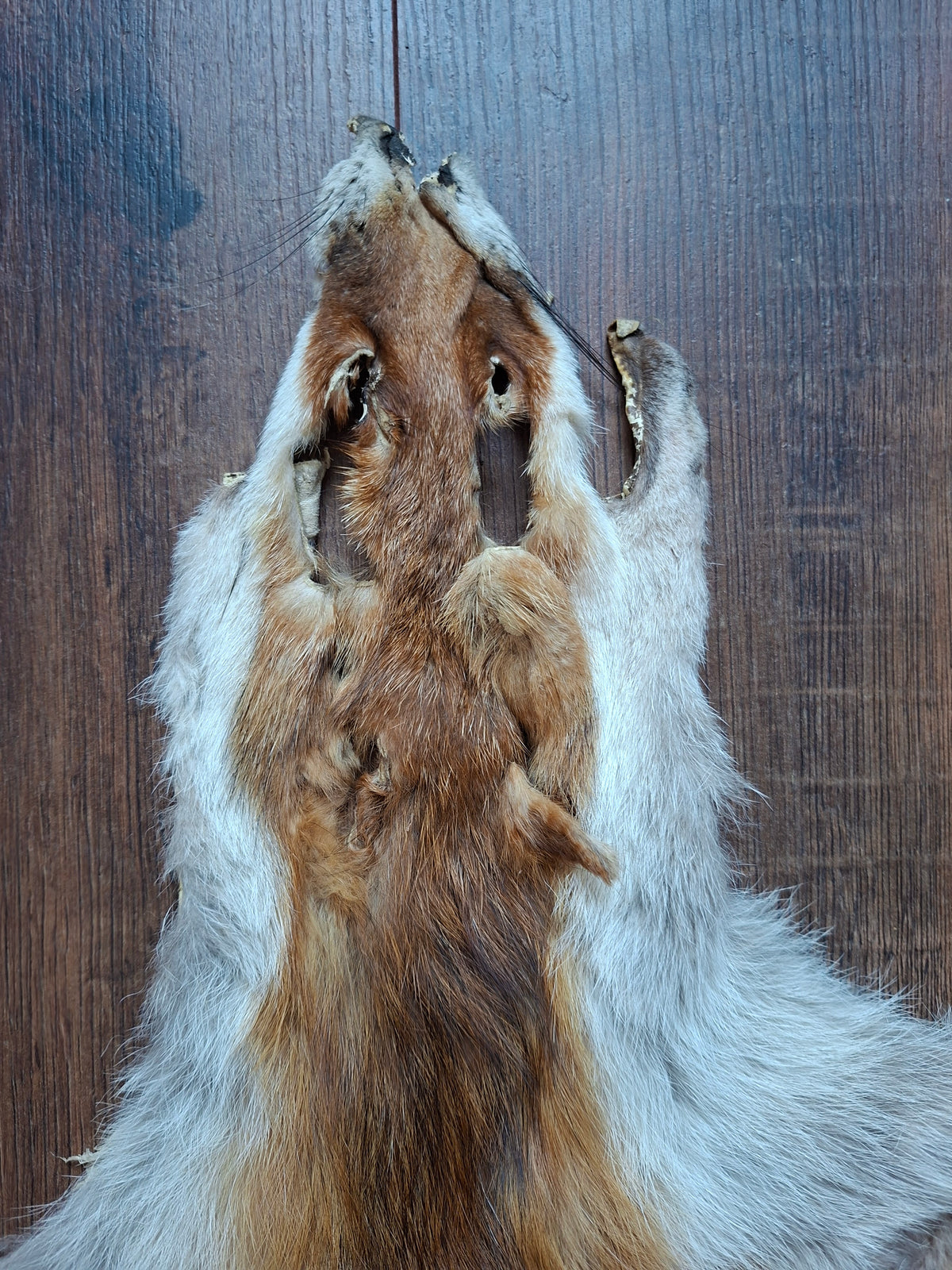 Red fox hide #33, B-quality