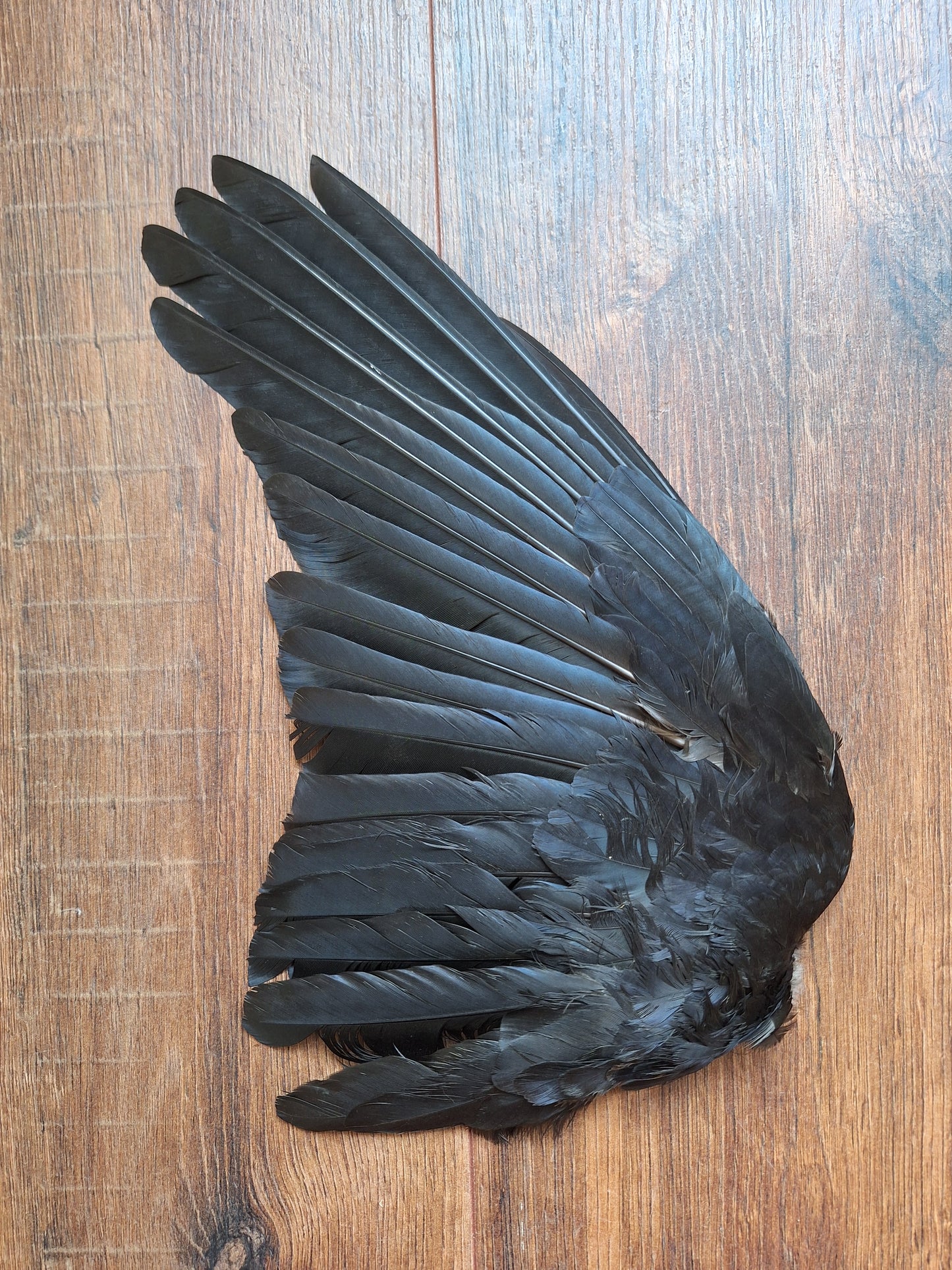 Crow single wing #40