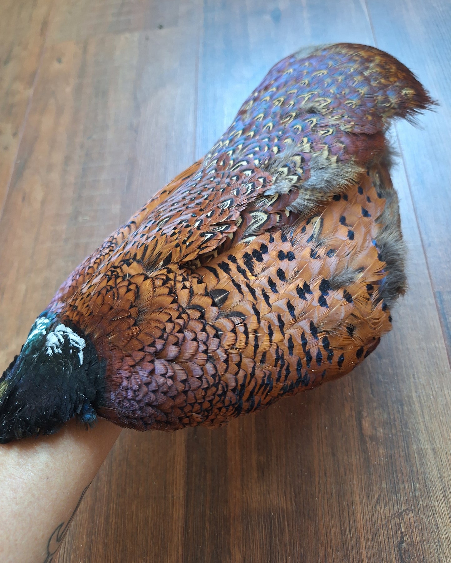 Pheasant skin