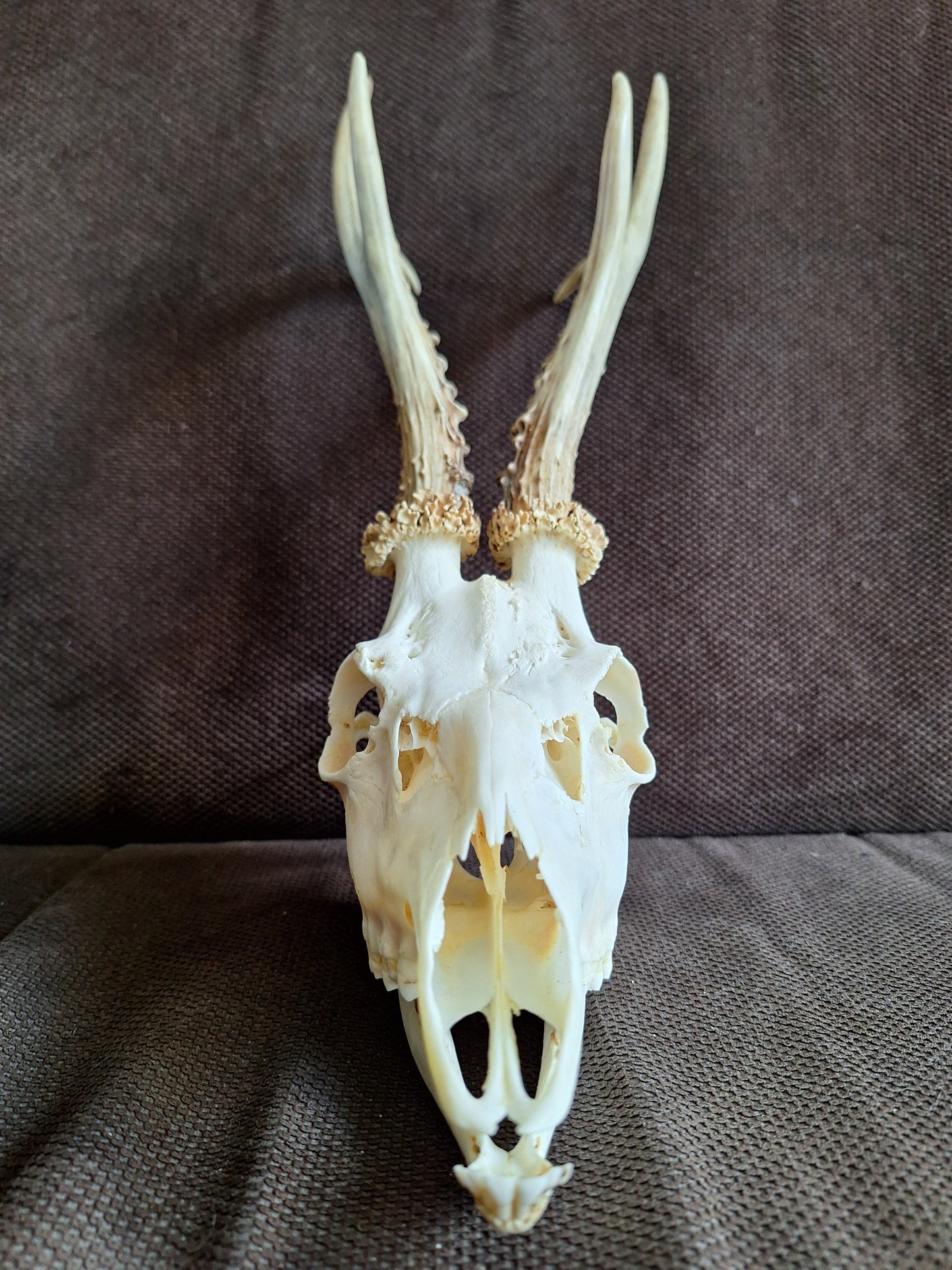 Roe buck skull #4