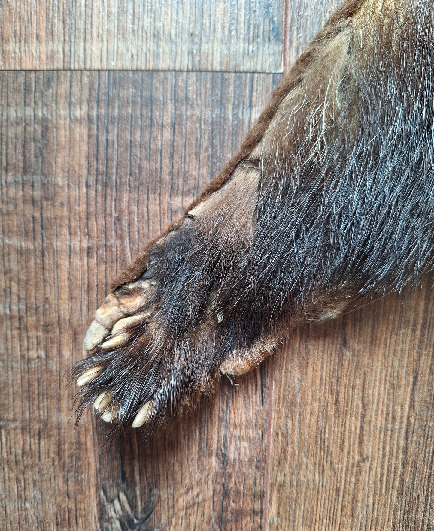 Badger hide #6