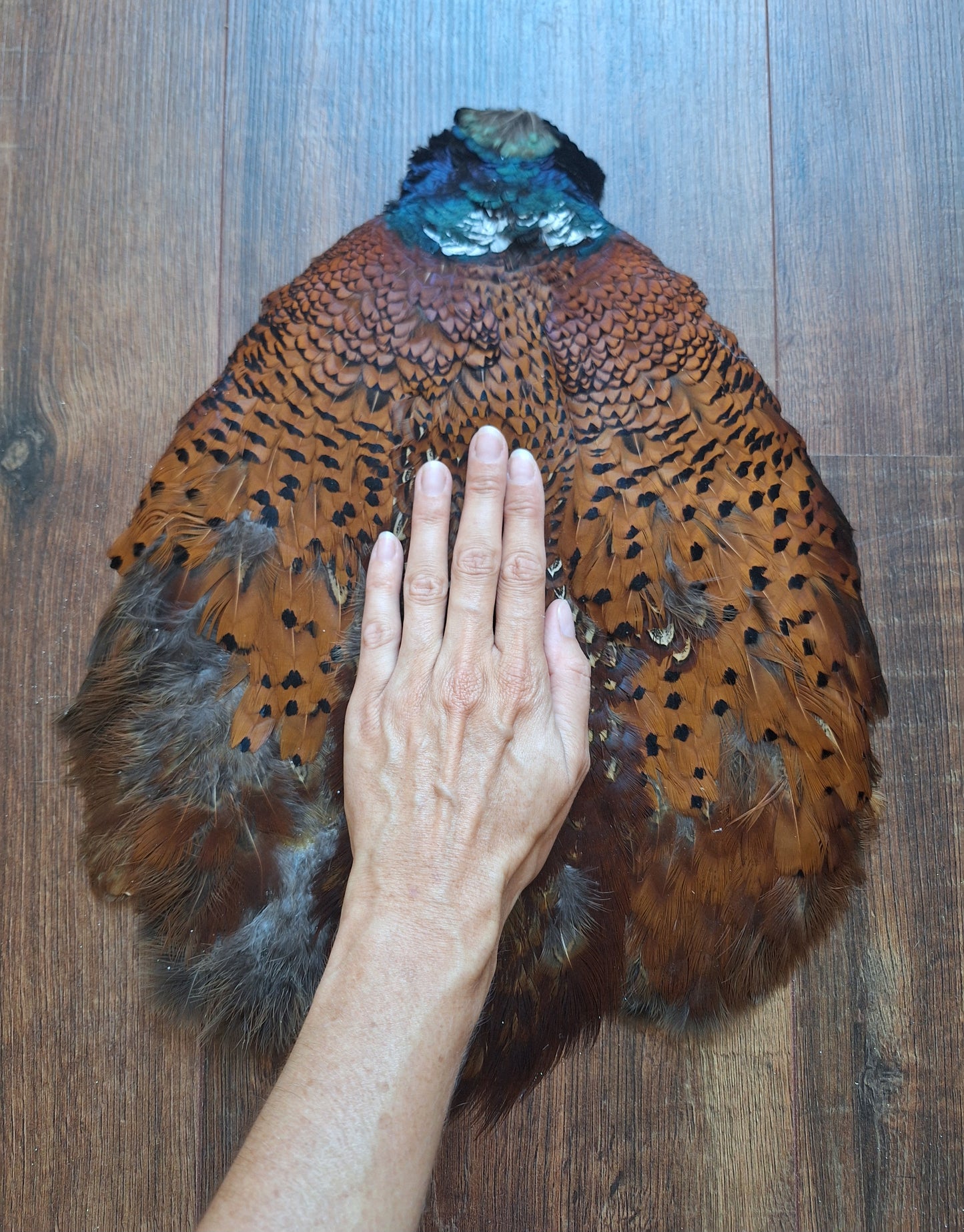 Pheasant skin