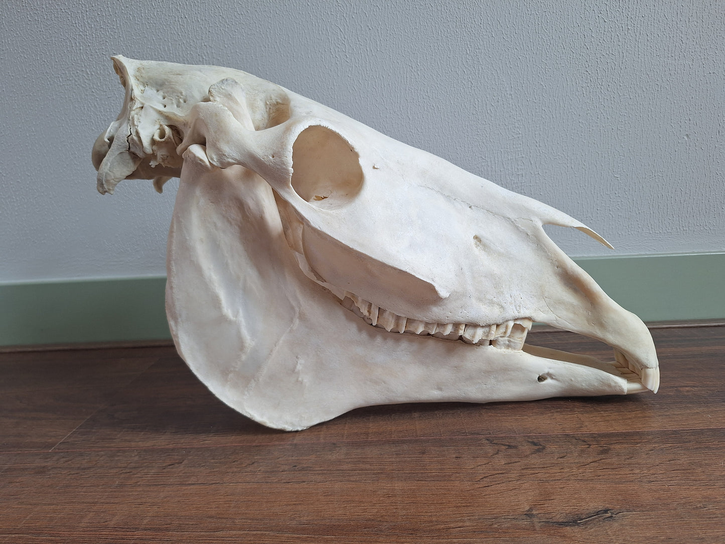 Horse skull