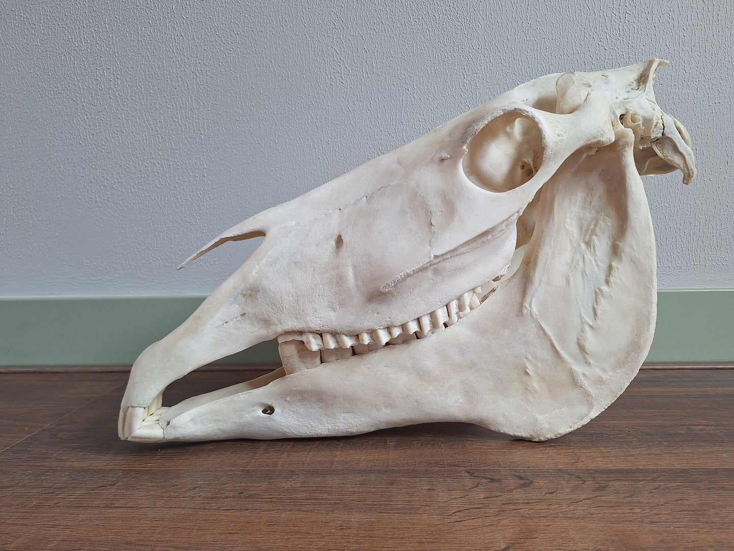 Horse skull