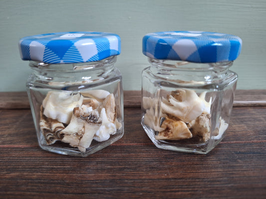 Roe deer teeth in glass jar