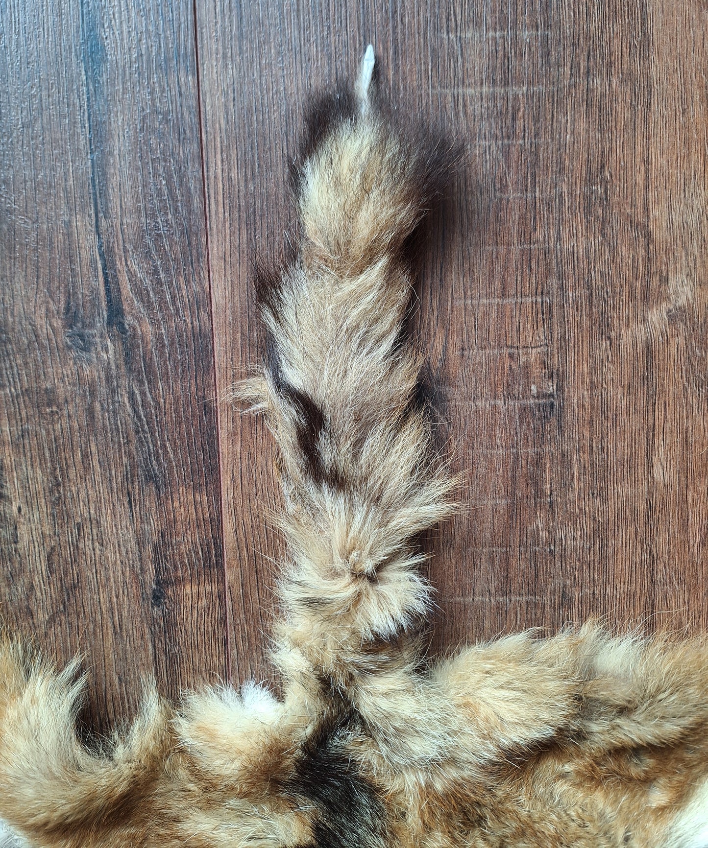 Black-backed jackal hide crafting piece