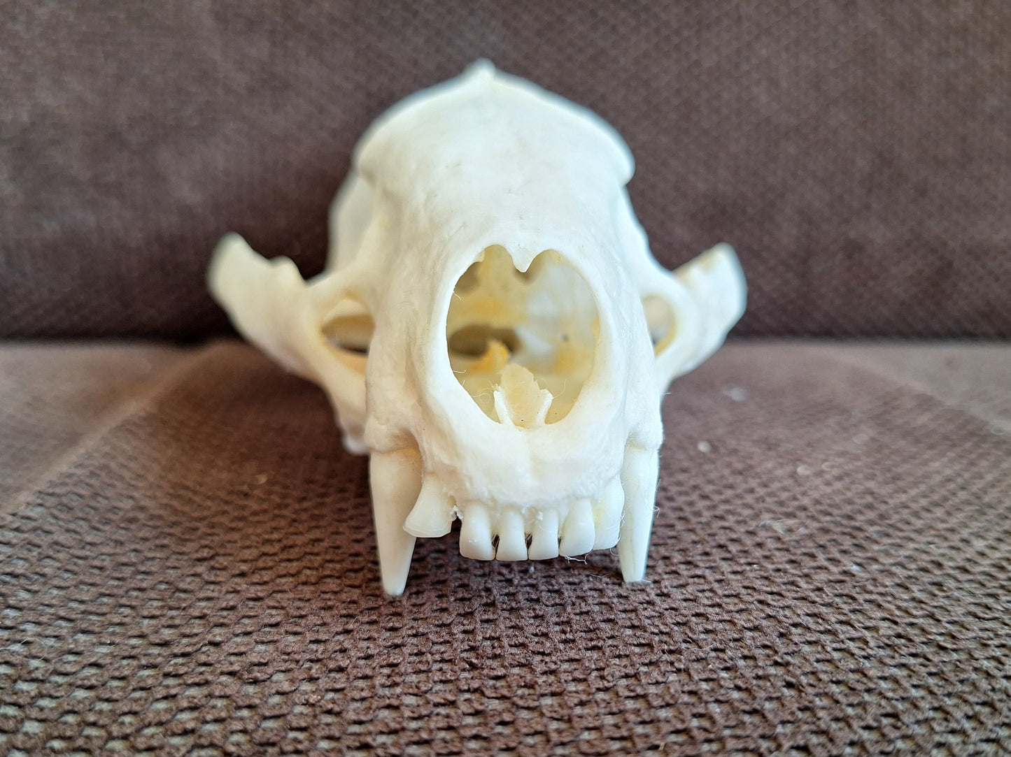Badger skull #10