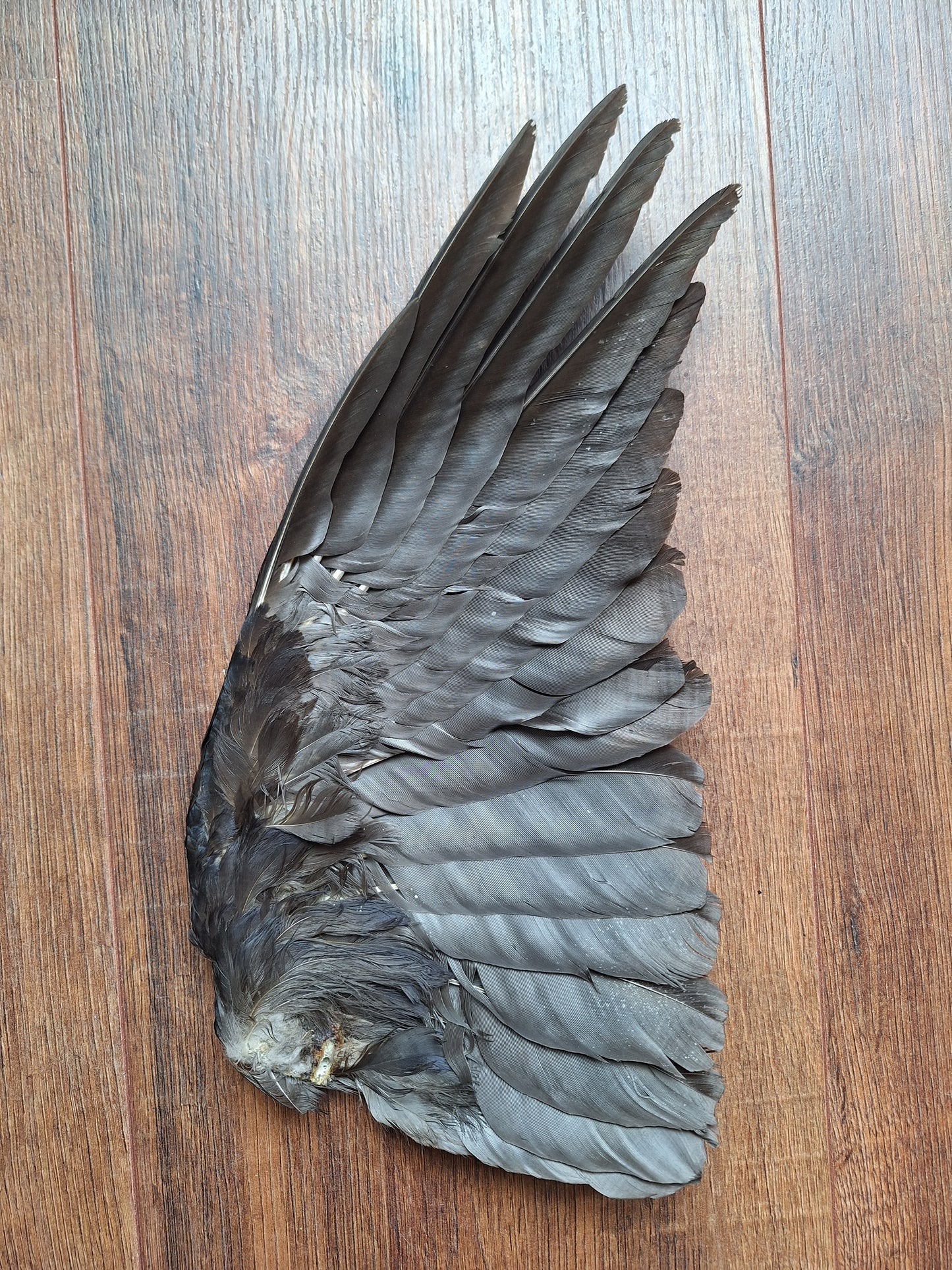 Crow single wing #43