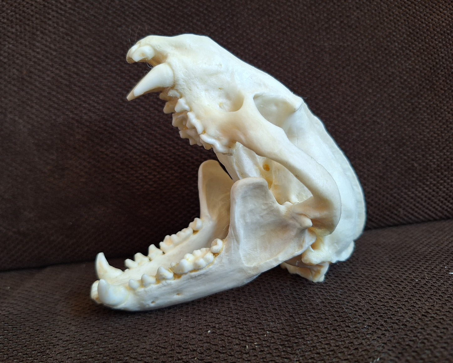 Badger skull #10