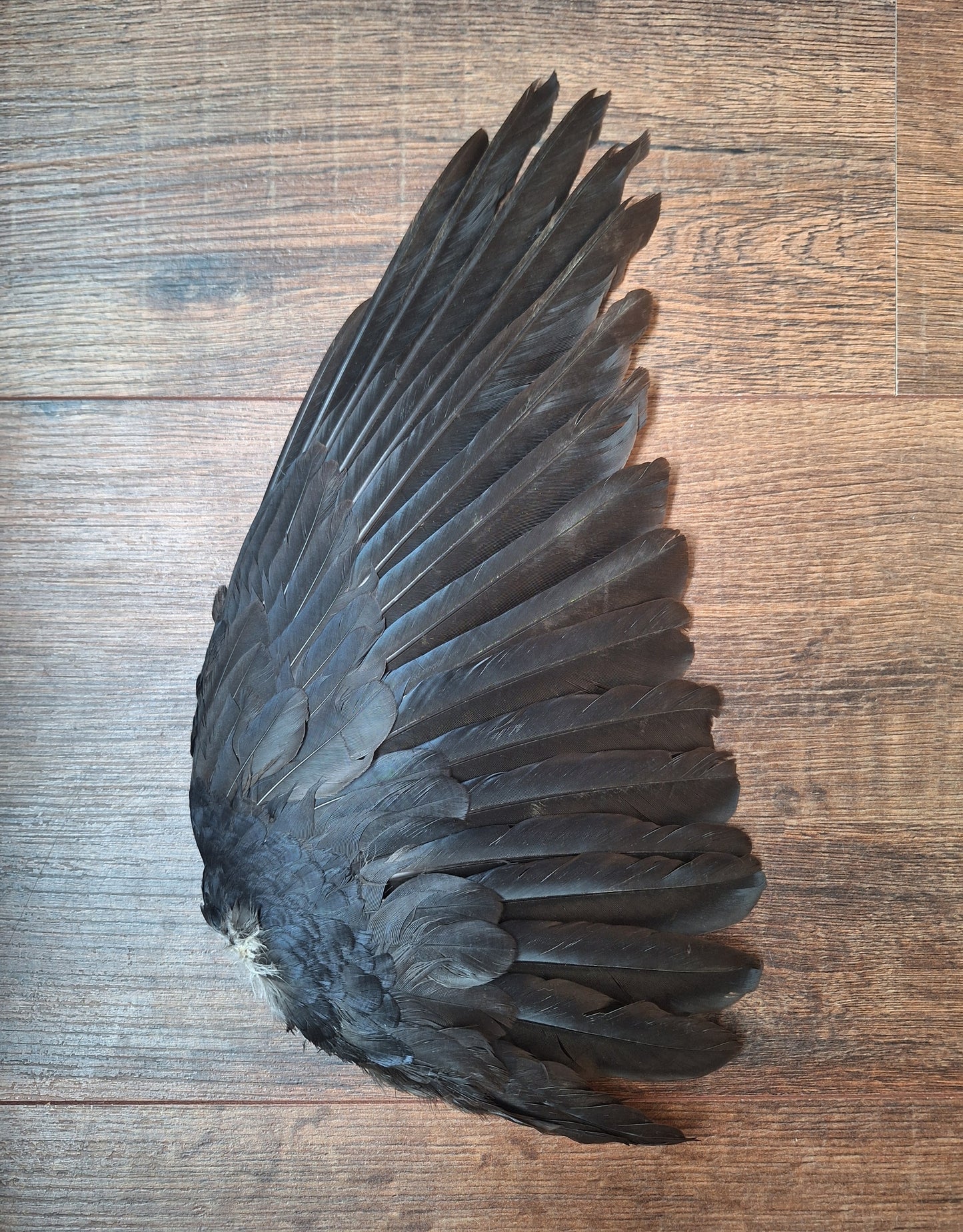 Crow single wing #50