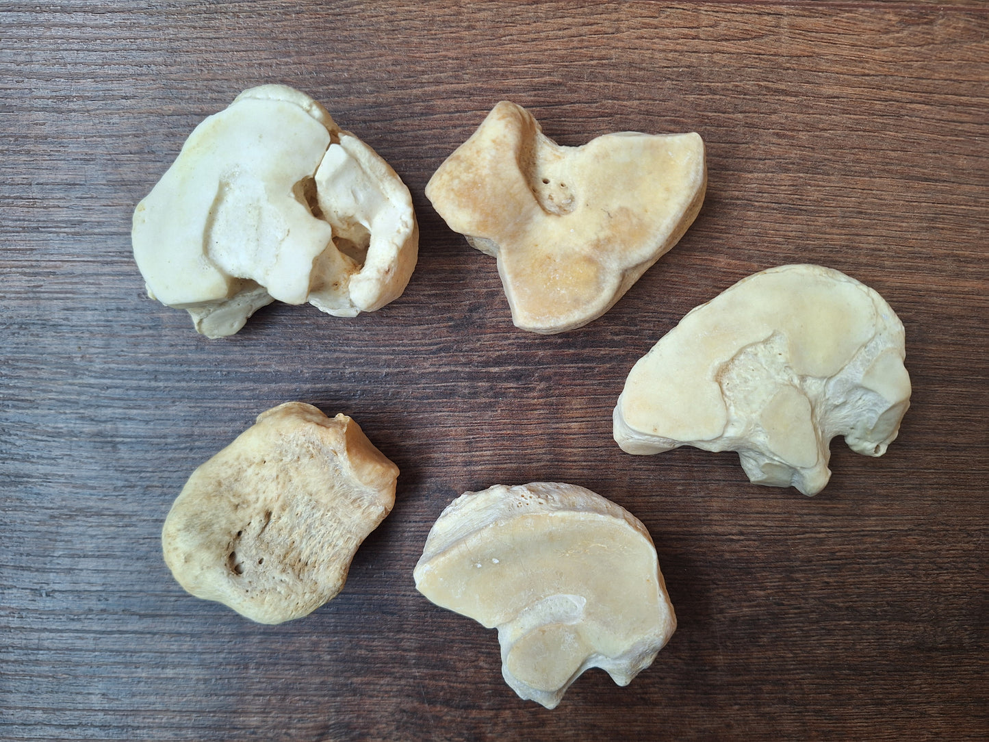 Horse leg bones, crafting sets