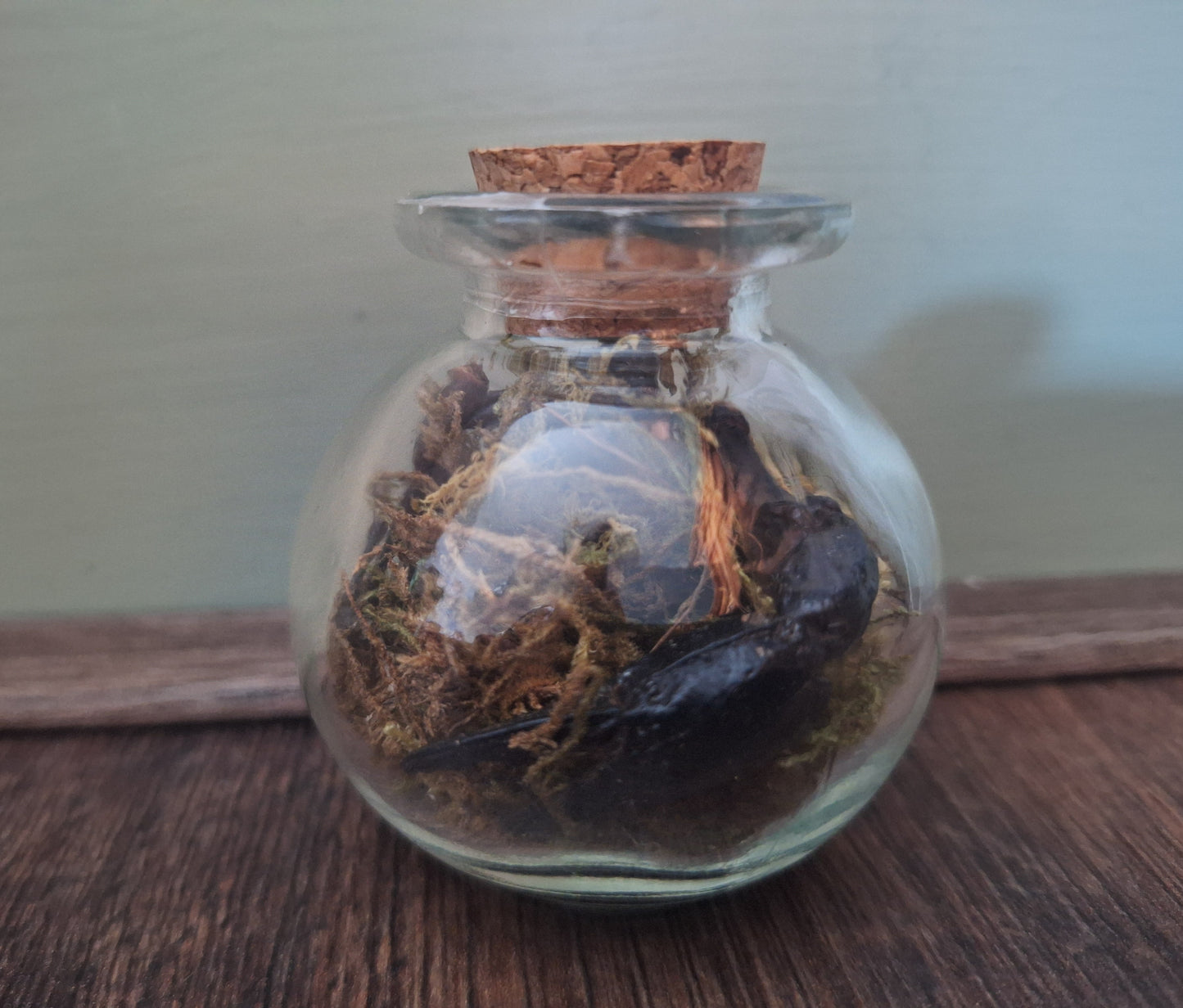 Scorpion claws in glass jar