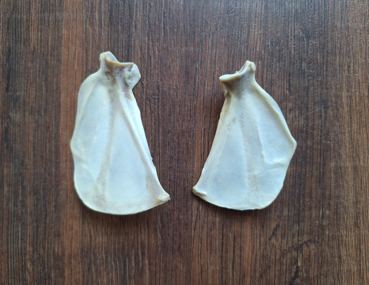 Fox scapula's, set of 2