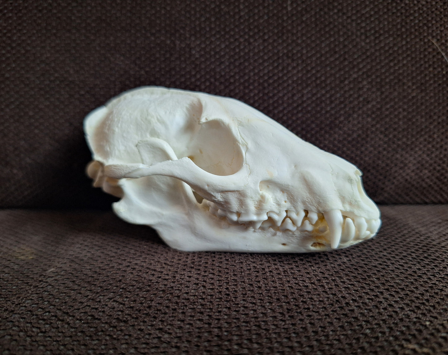 Raccoon dog skull