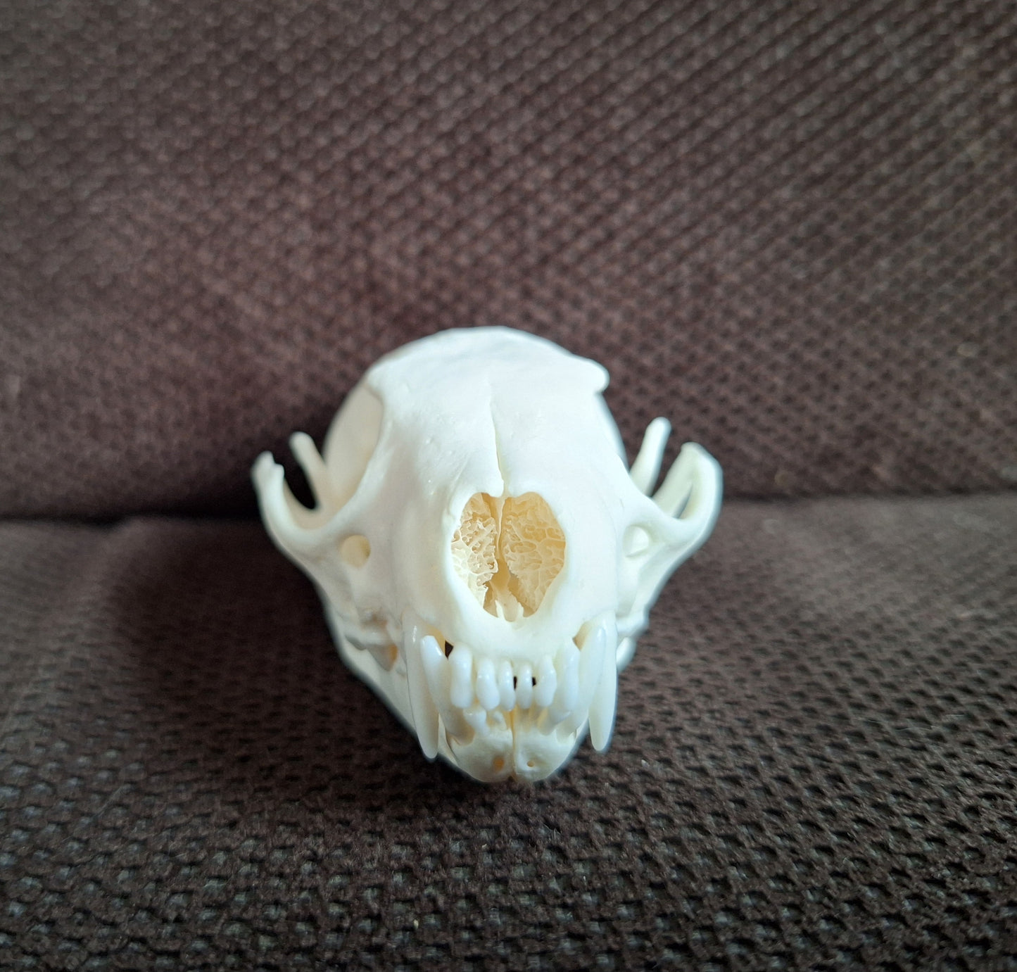 Stone marten skull #1