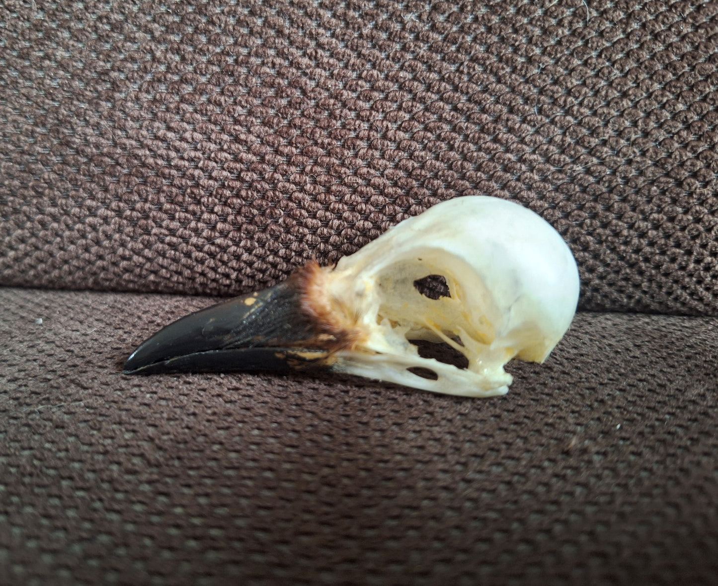 Jackdaw skull #7