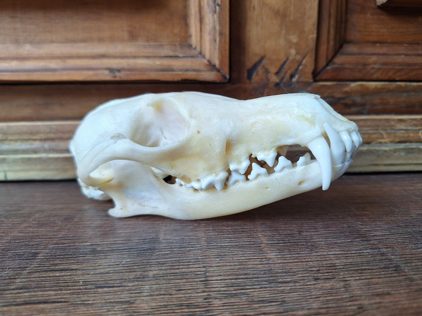 Fox skull #19
