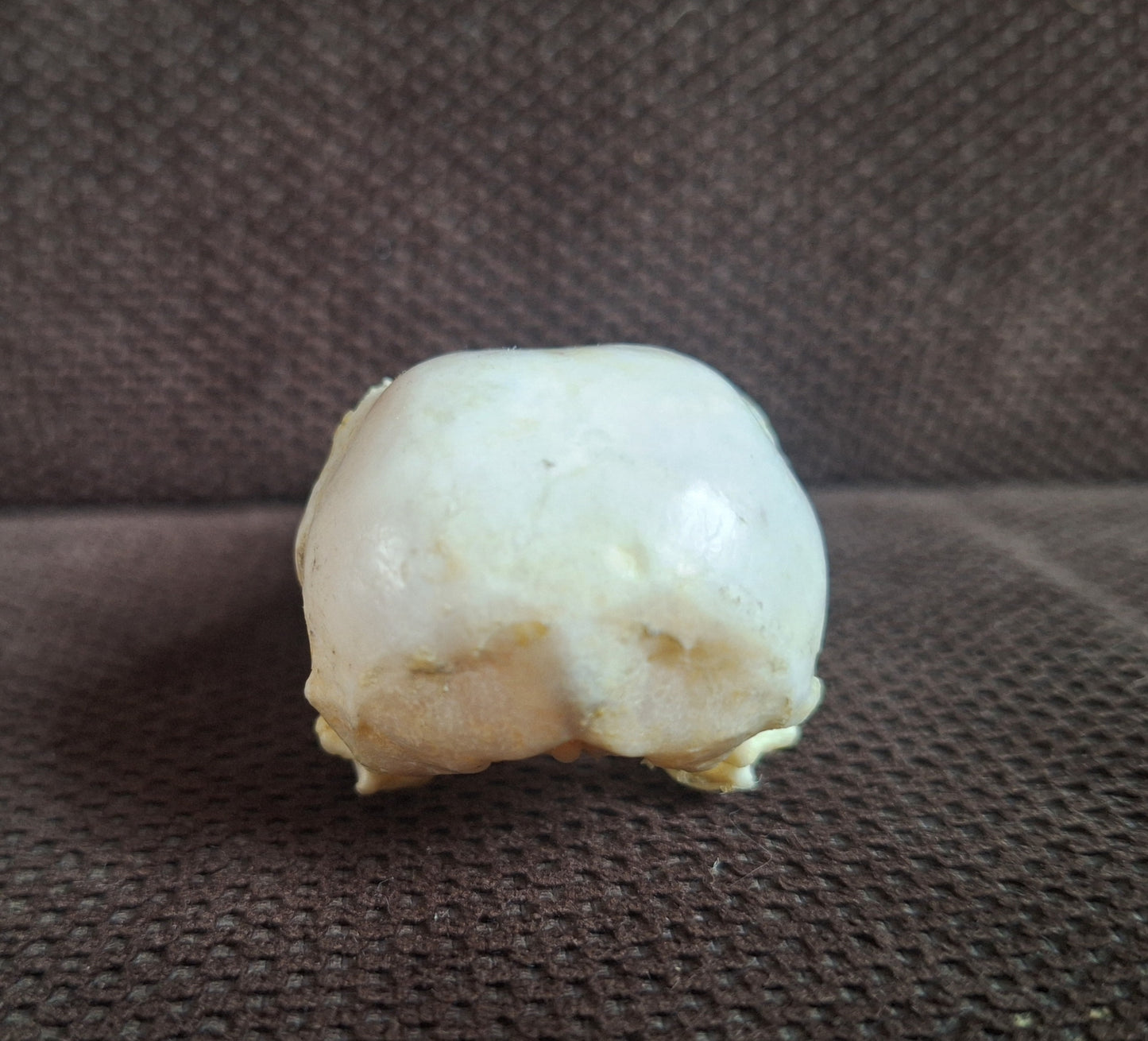 Crow skull #36
