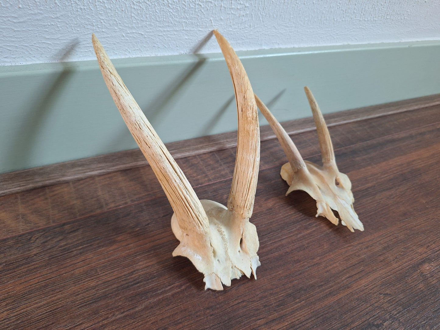 Dorcas gazelle skull cap