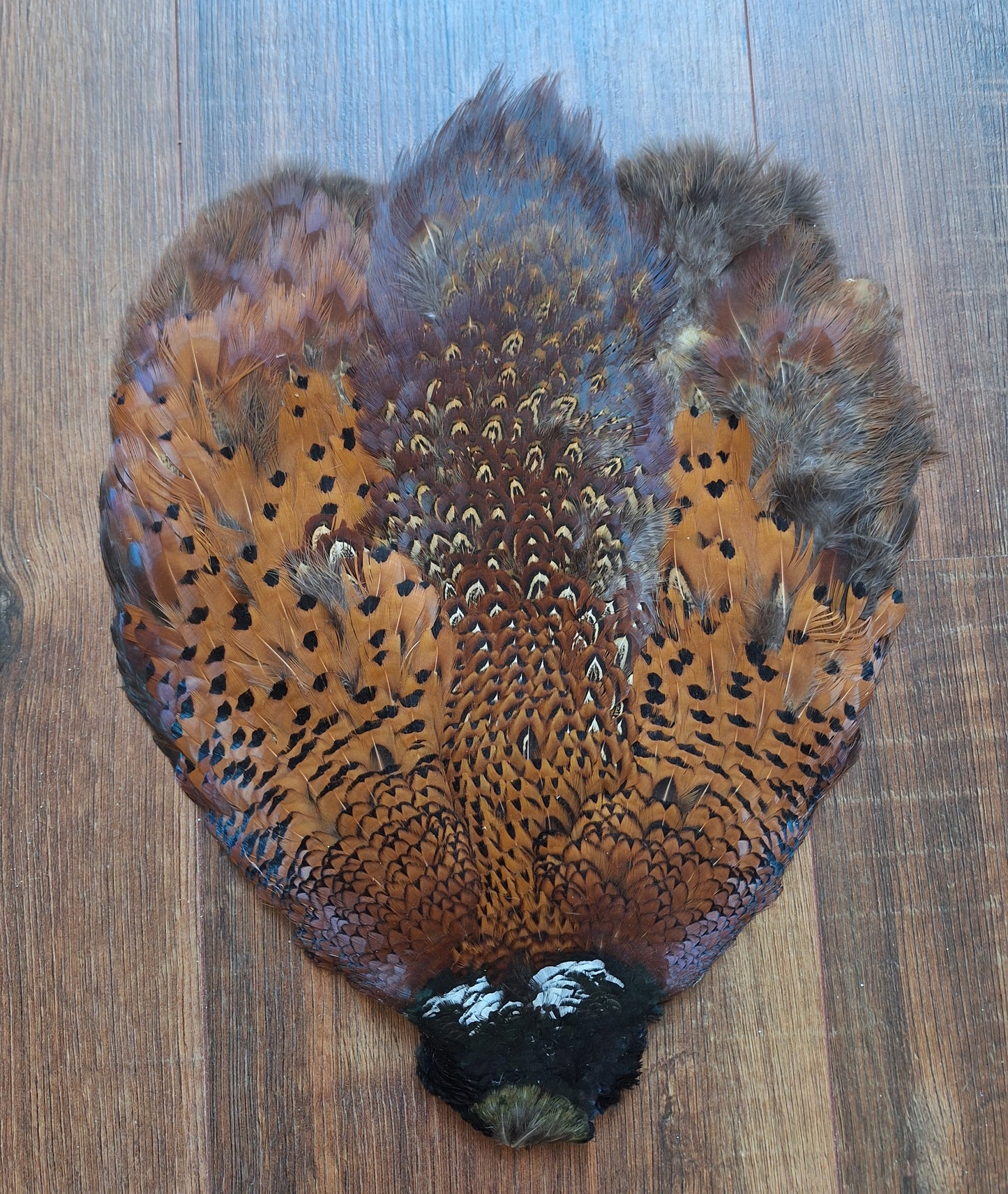 Pheasant skin