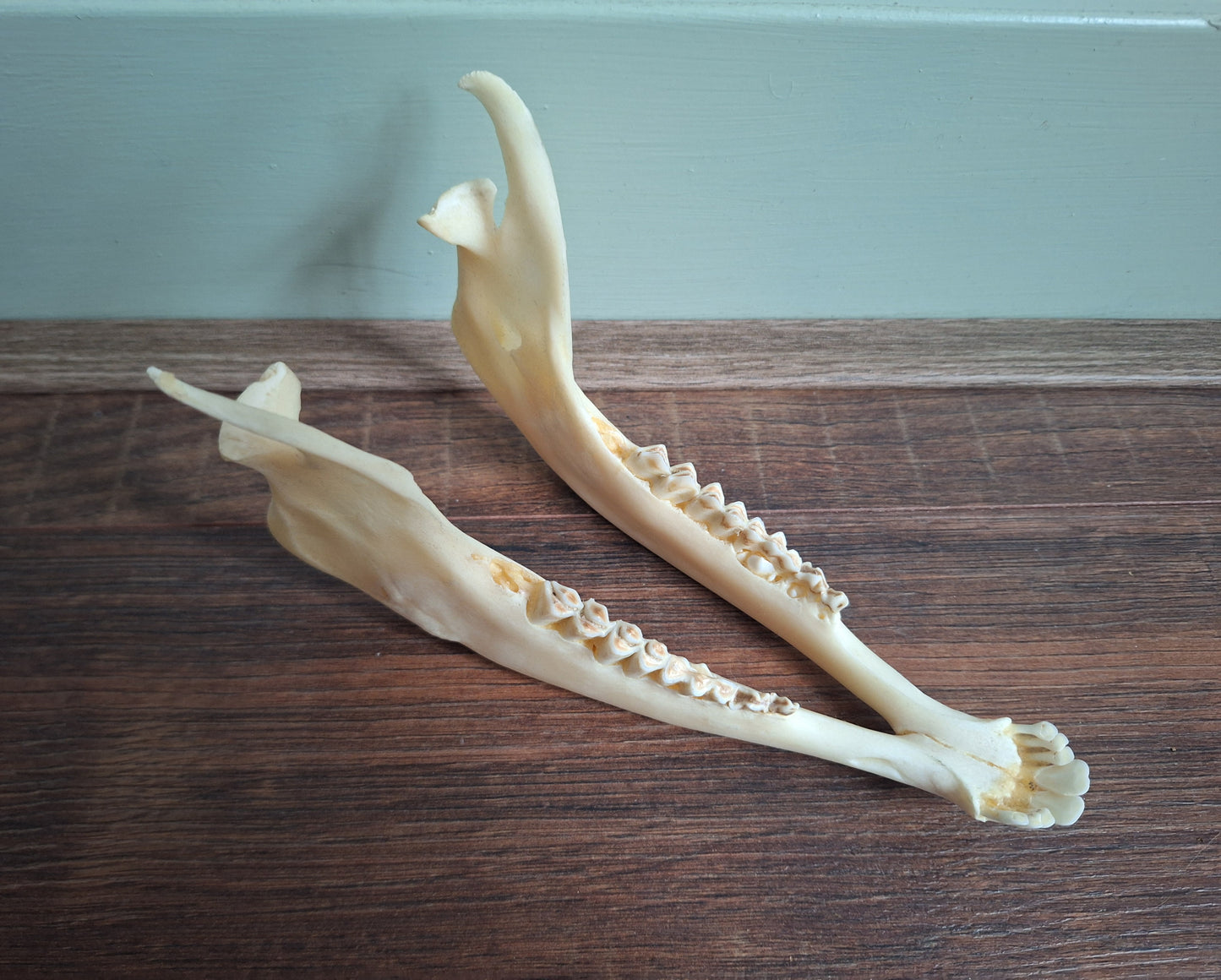 Muflon lower jaw