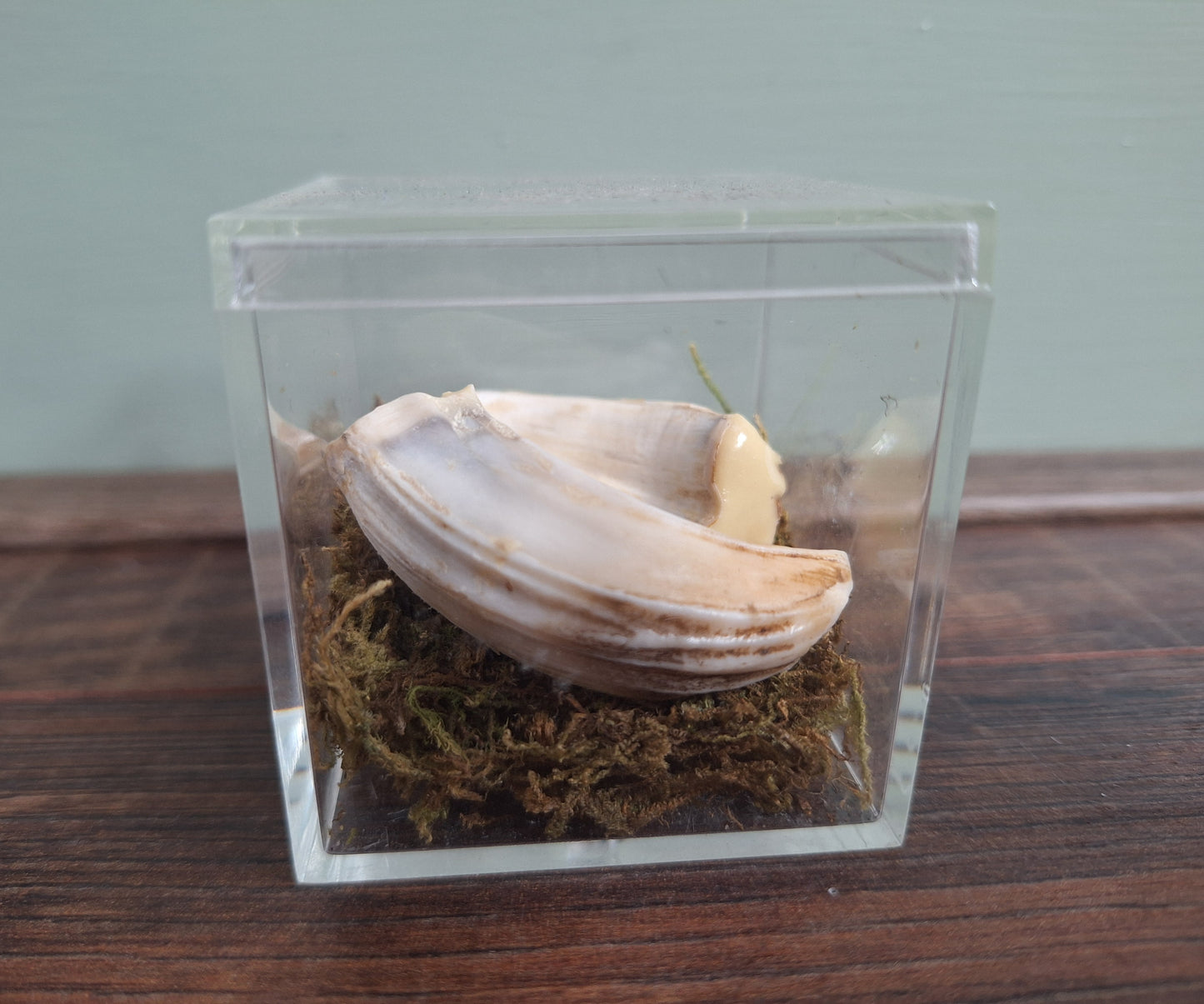 Wild boar upper jaw tusks in display cube